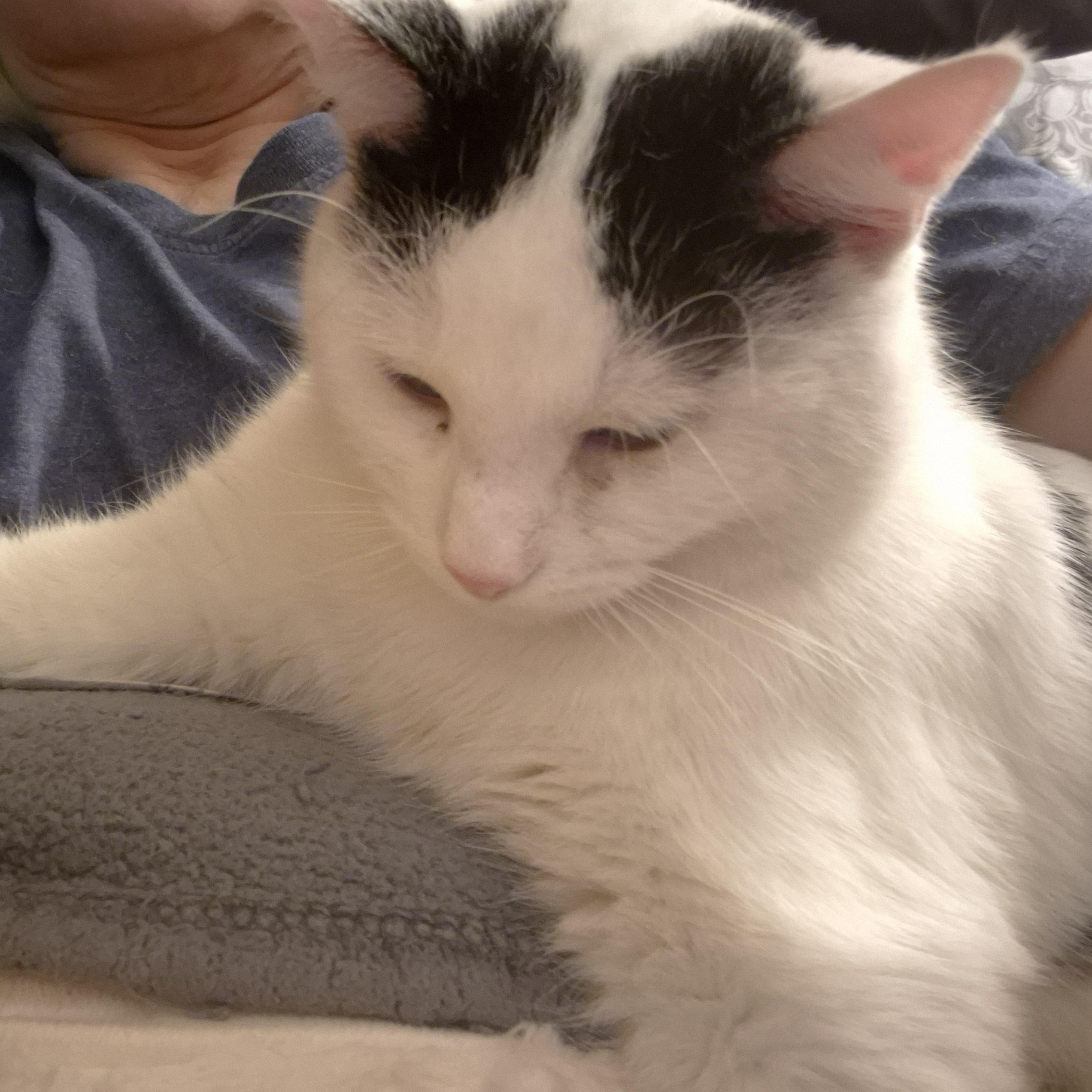 Enlarge Manta, a ADOPTABLE Domestic Short Hair in Keansburg, NJ image 5/6