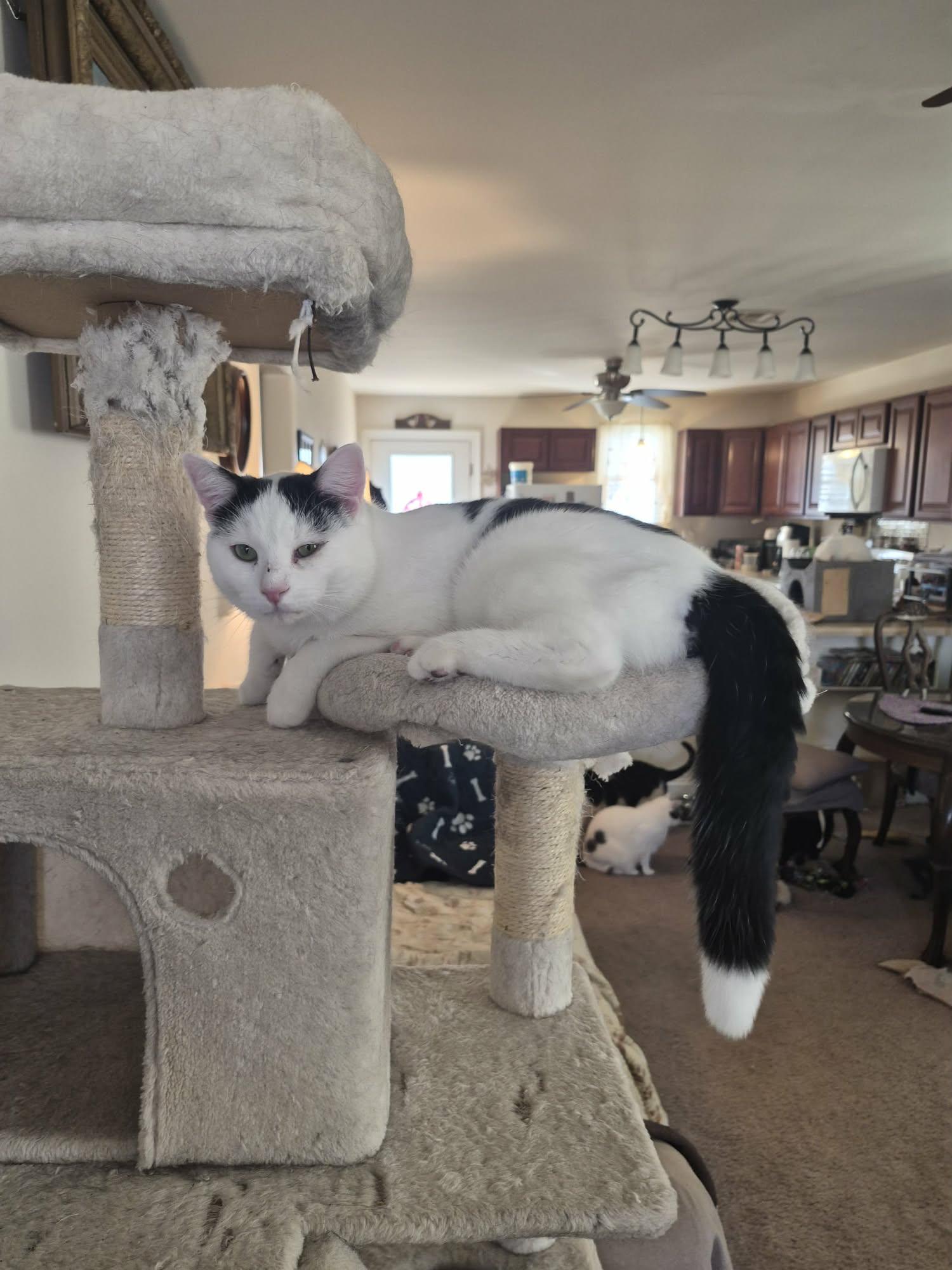 Manta, ADOPTABLE, Adult Male Domestic Short Hair.