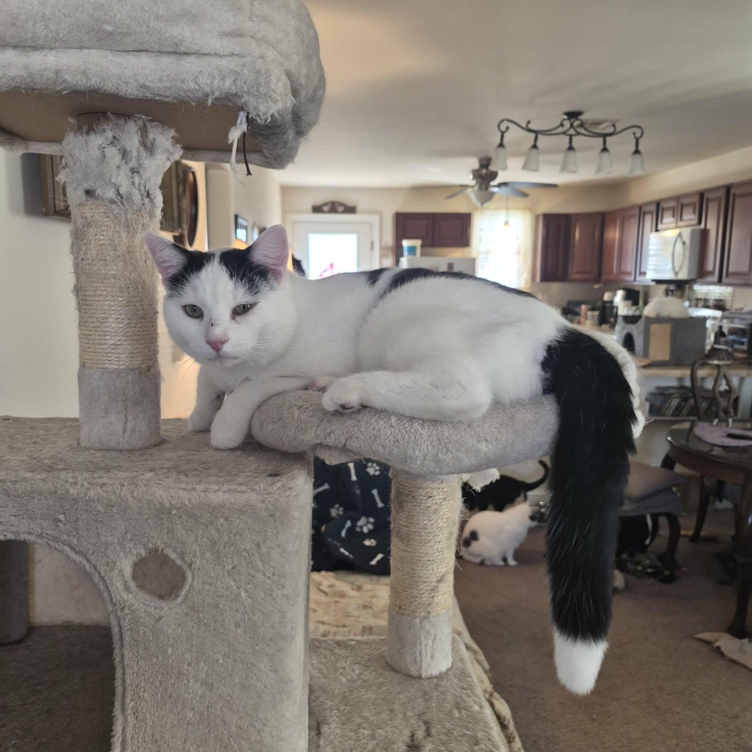 Enlarge Manta, a Adoptable Domestic Short Hair in Keansburg, NJ image 1/6