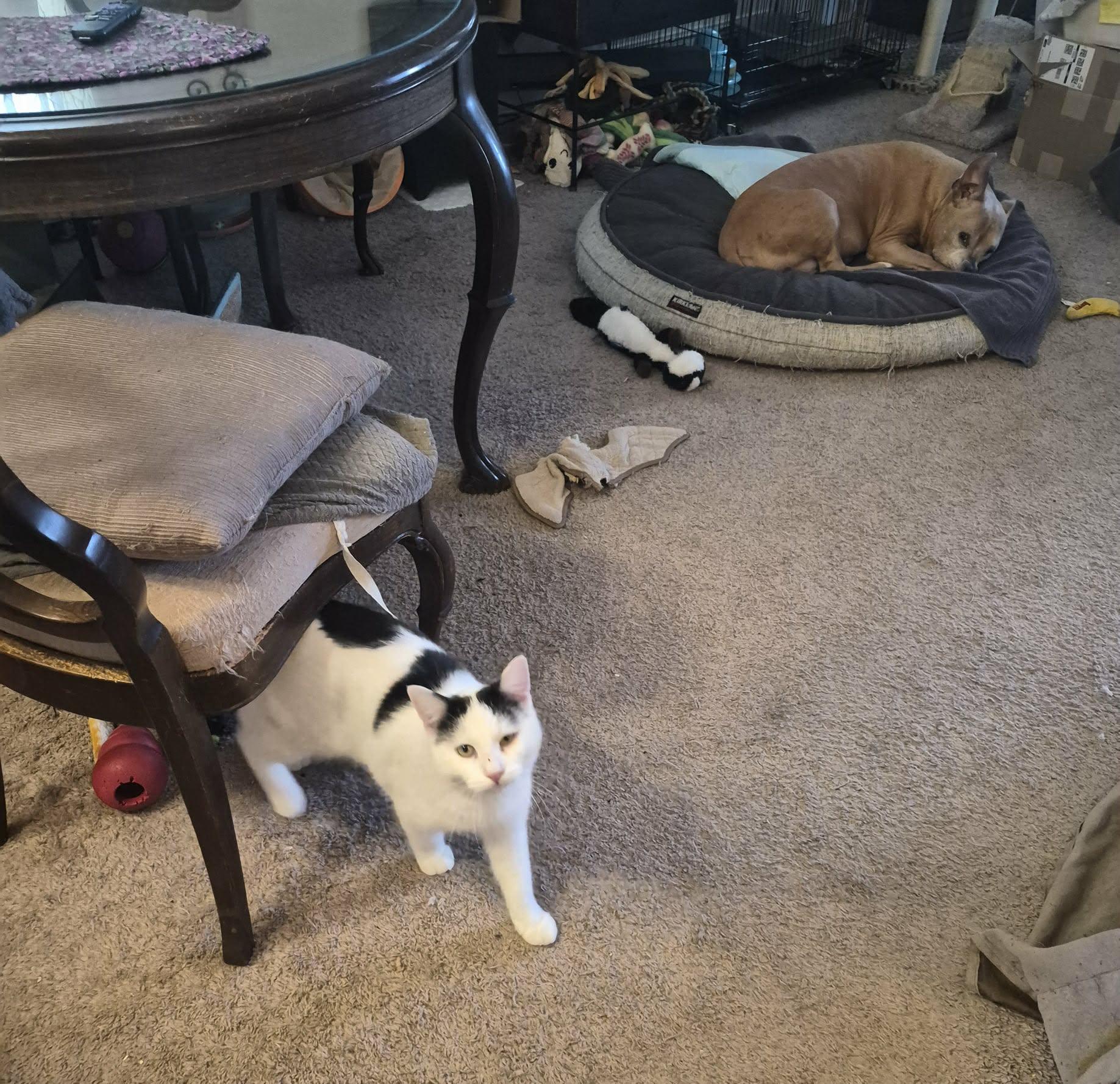 Enlarge Manta, a ADOPTABLE Domestic Short Hair in Keansburg, NJ image 4/6