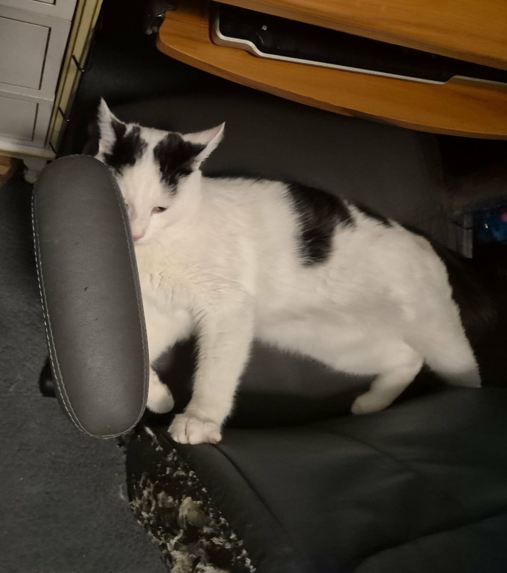 Enlarge Manta, a ADOPTABLE Domestic Short Hair in Keansburg, NJ image 2/6