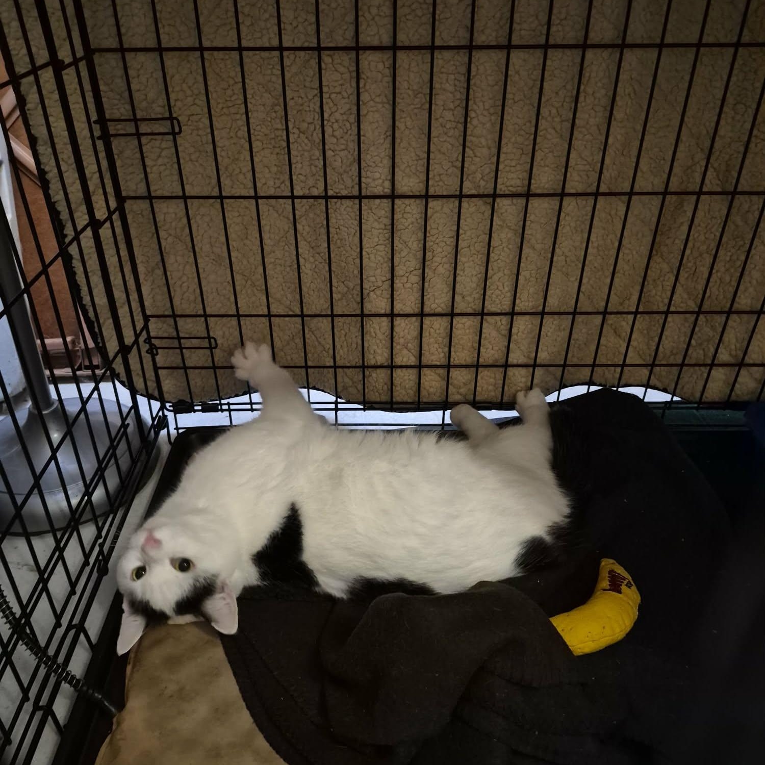 Enlarge Manta, a ADOPTABLE Domestic Short Hair in Keansburg, NJ image 3/6