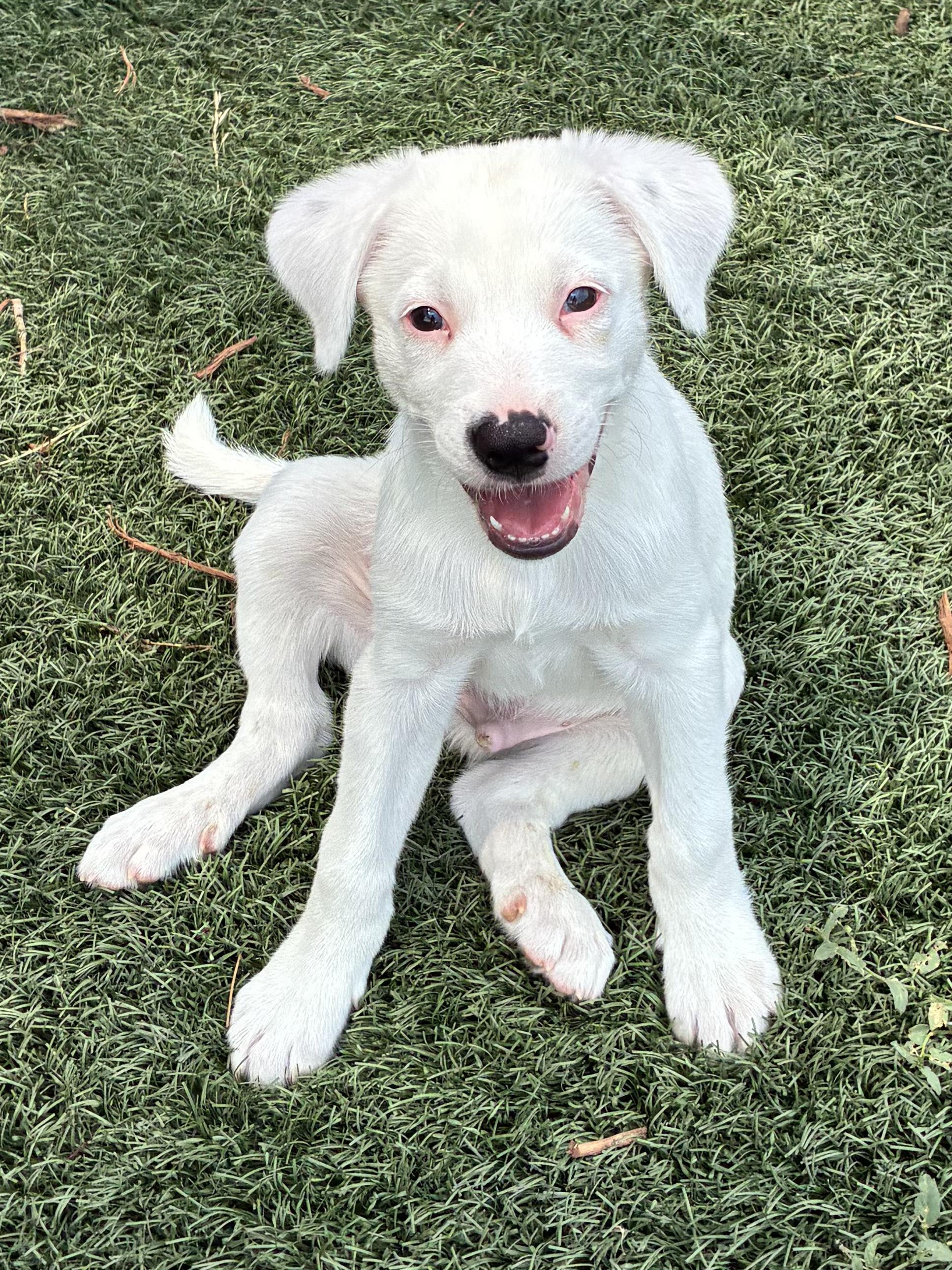 Enlarge Mason, a ADOPTABLE mixed breed in Fort Collins, CO image 4/6