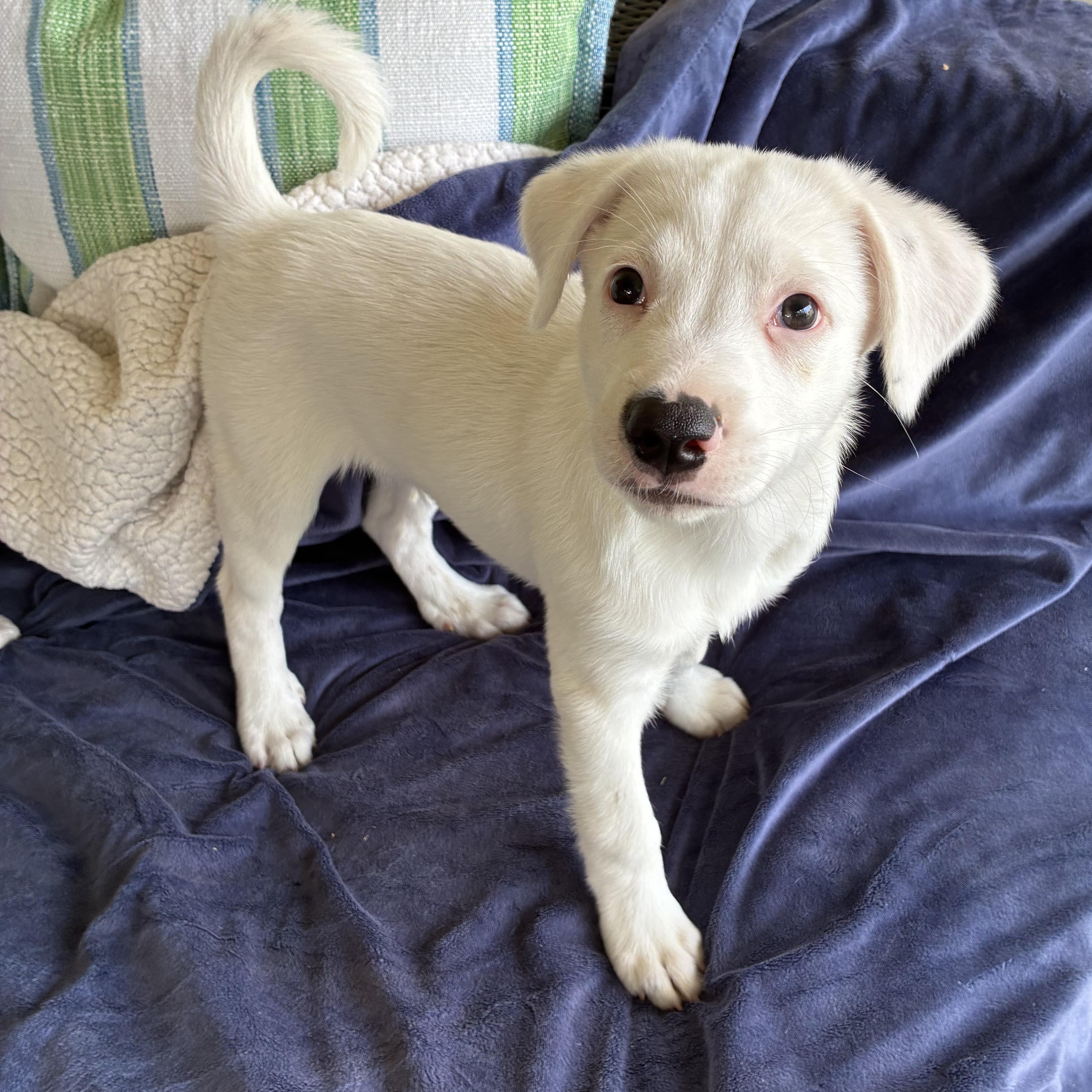 Mason, ADOPTABLE, Puppy Male Border Collie.