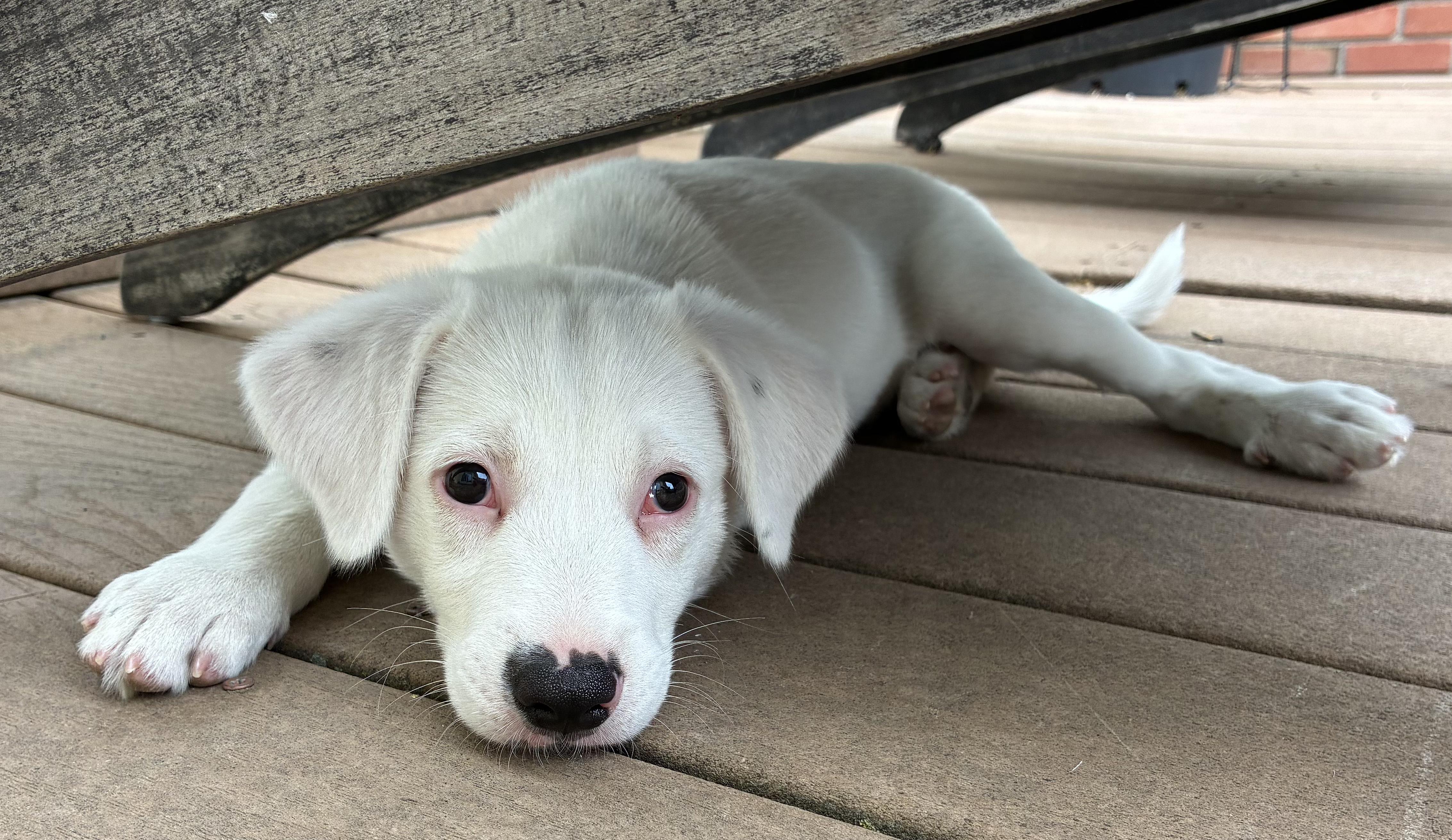 Enlarge Mason, a ADOPTABLE mixed breed in Fort Collins, CO image 3/6