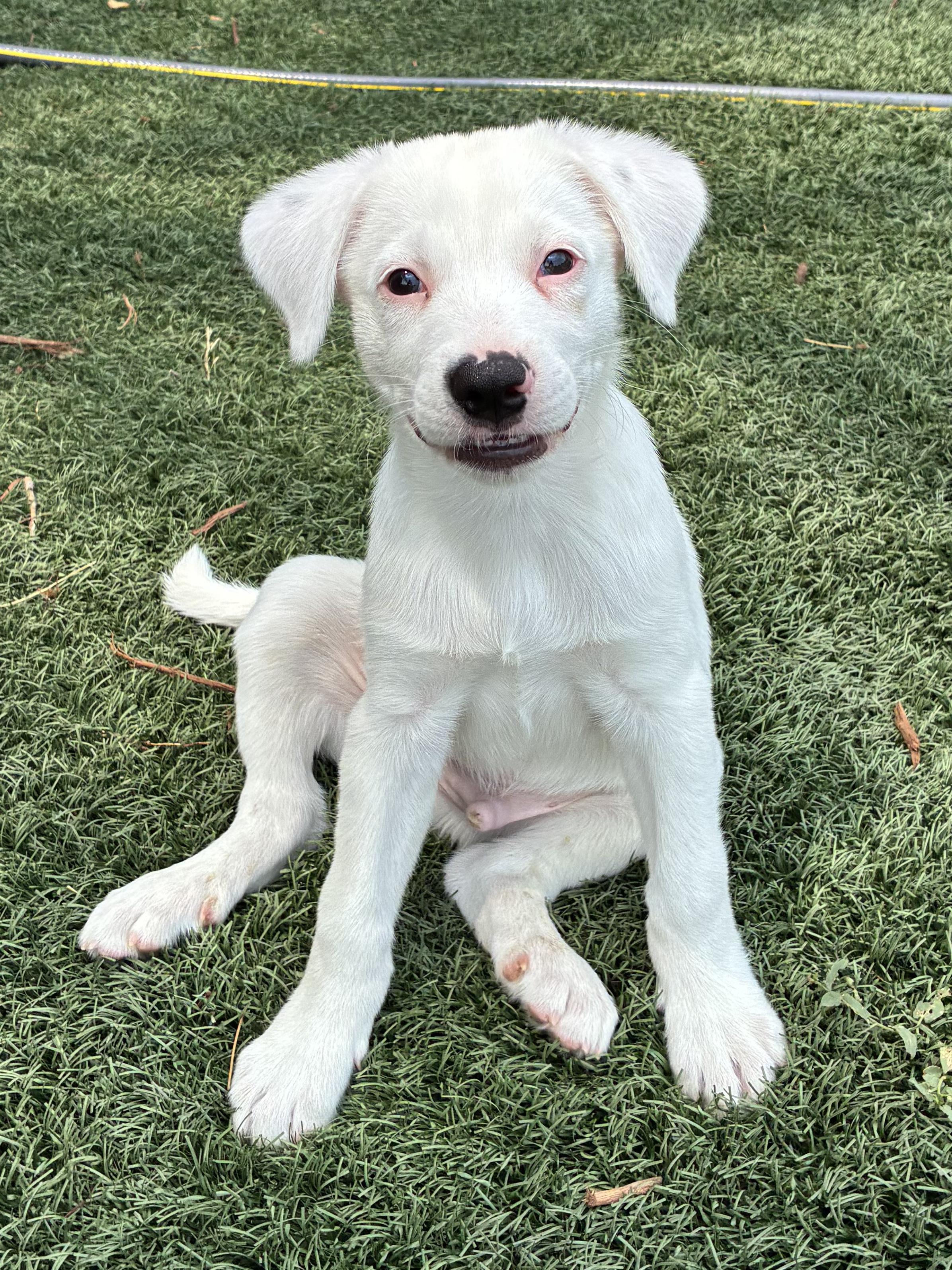 Enlarge Mason, a ADOPTABLE mixed breed in Fort Collins, CO image 2/6