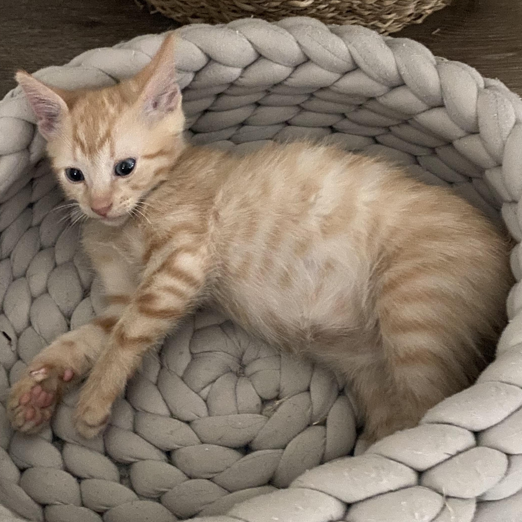 Enlarge Sergey B, a Adopted Domestic Short Hair in Beaufort, SC image 1/2