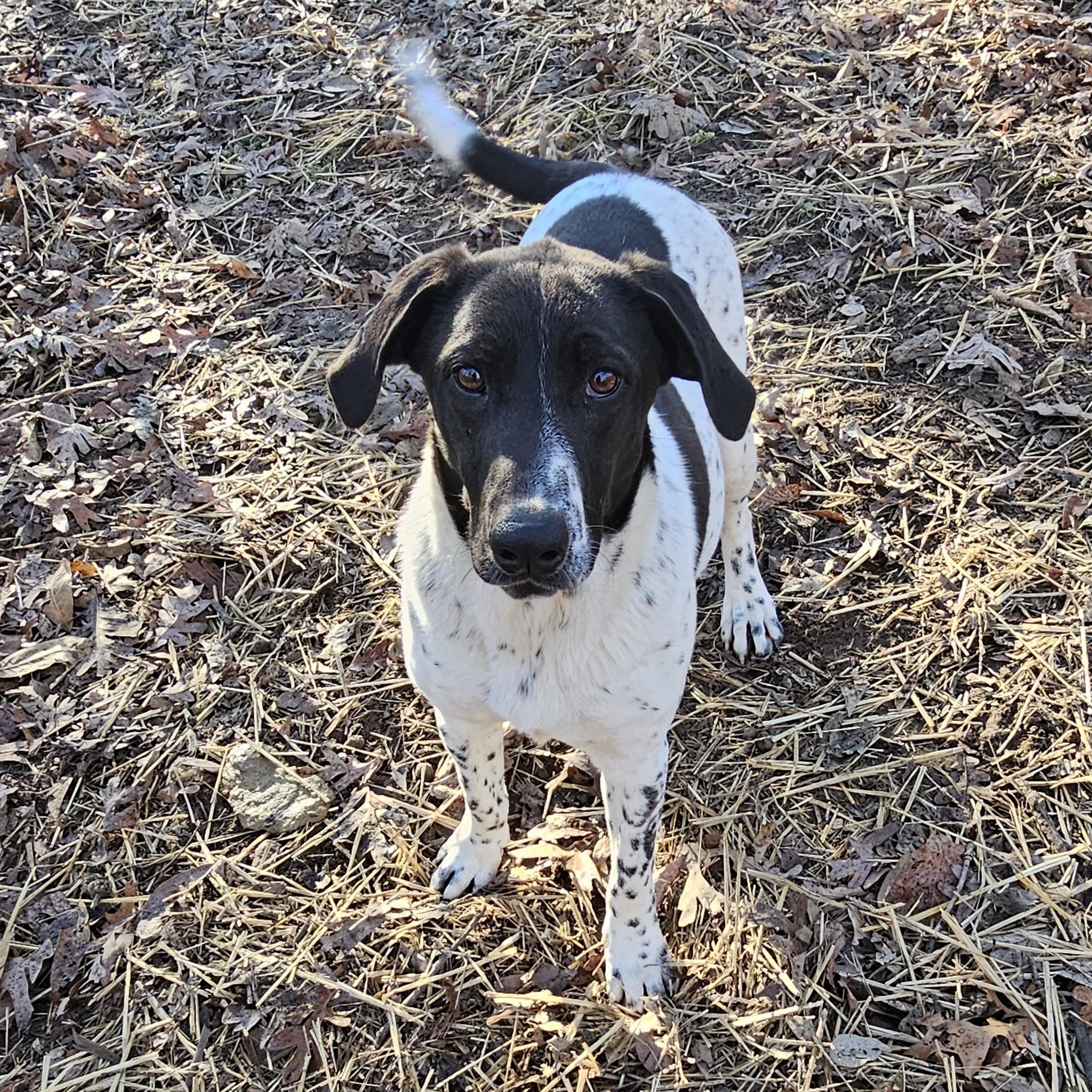 Enlarge Sissy, a Adoptable mixed breed in Columbia, MO image 2/3