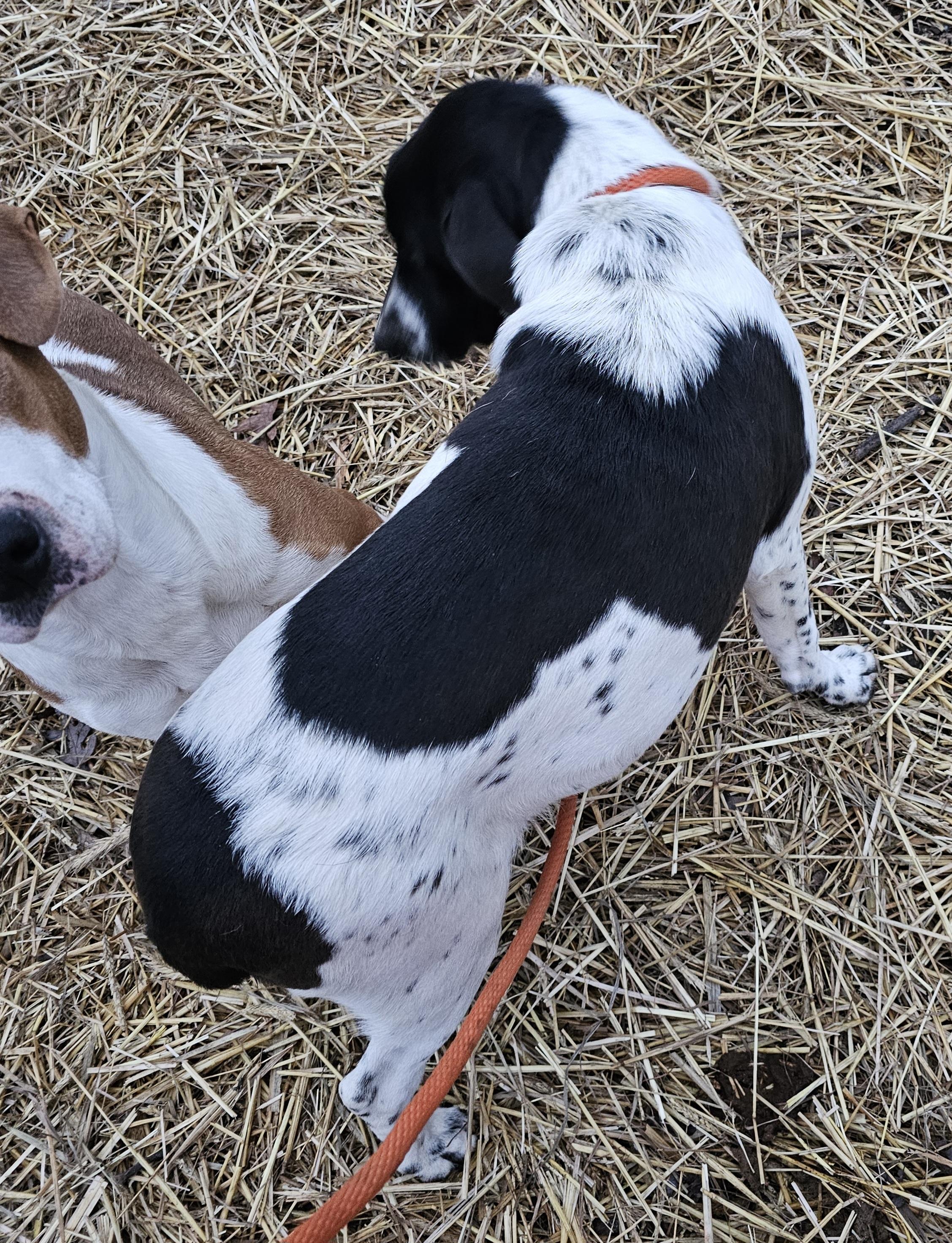 Sissy, a Adoptable mixed breed in Columbia, MO image 3/4