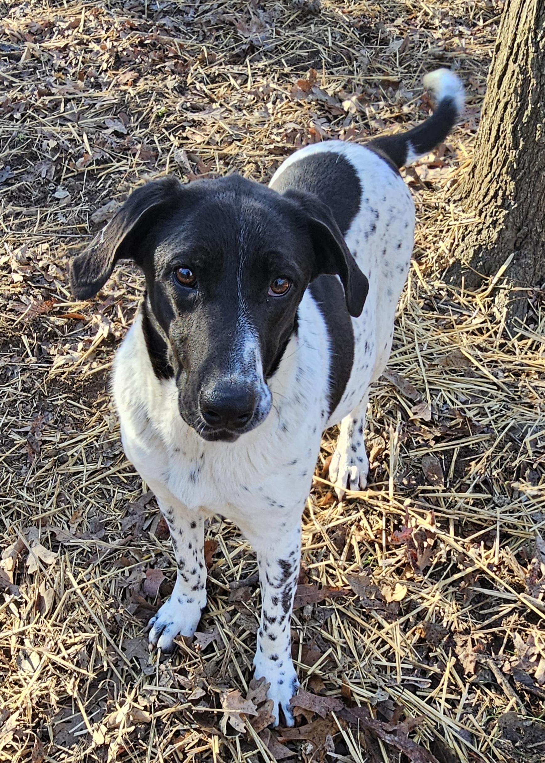 Enlarge Sissy, a Adoptable mixed breed in Columbia, MO image 1/3