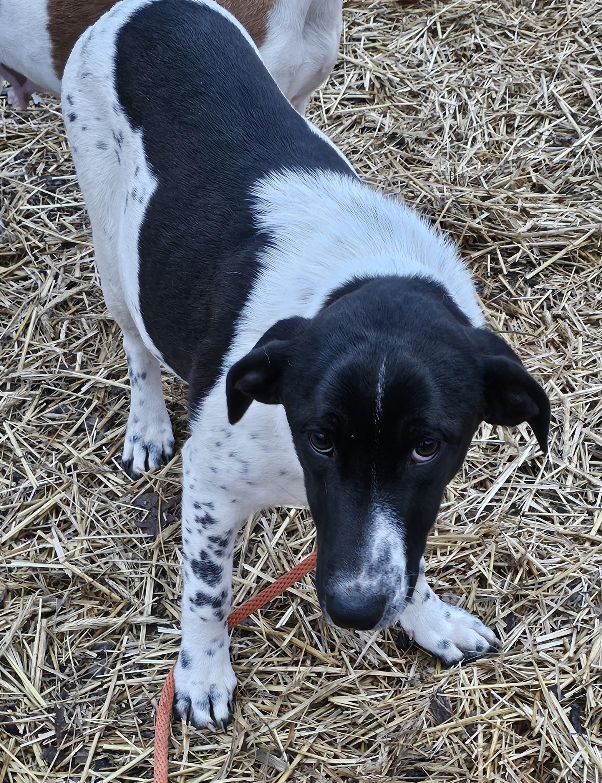 Sissy, Adoptable, Young Female Black Labrador Retriever & German Shorthaired Pointer.