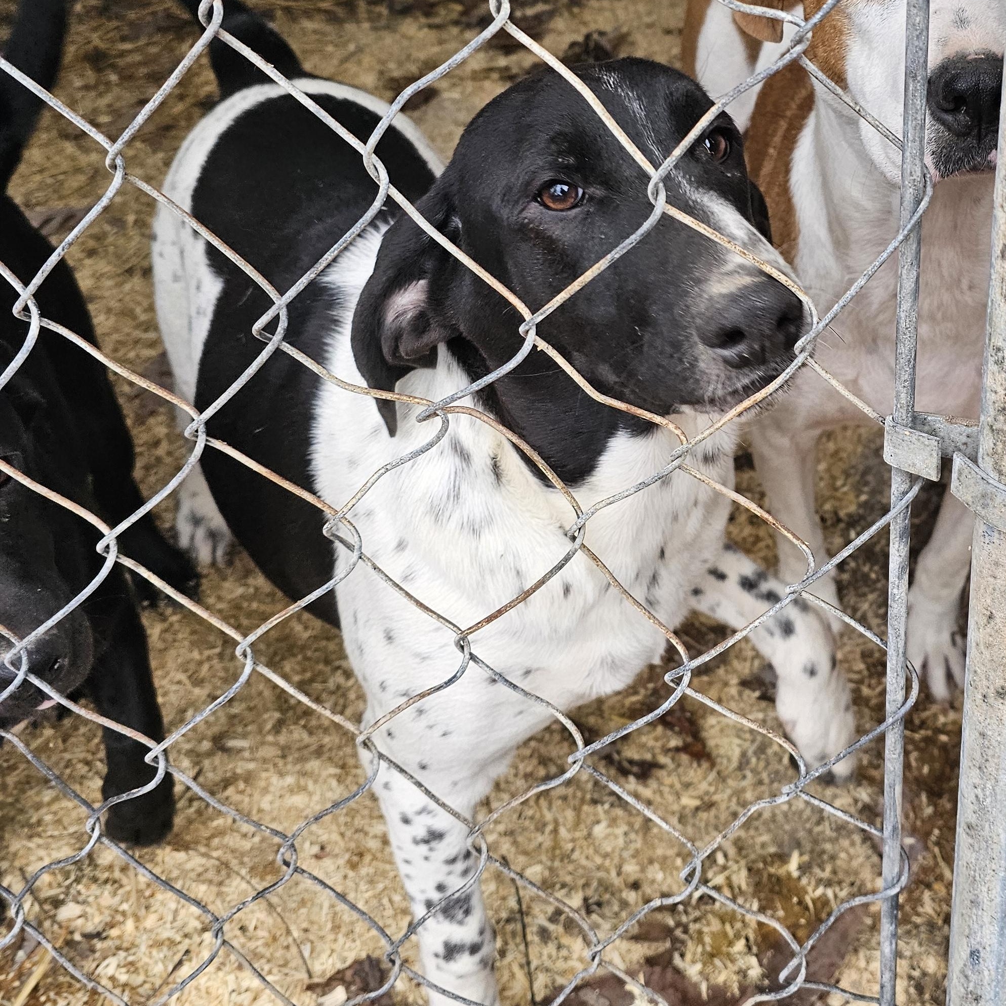 Sissy, a Adoptable mixed breed in Columbia, MO image 4/4