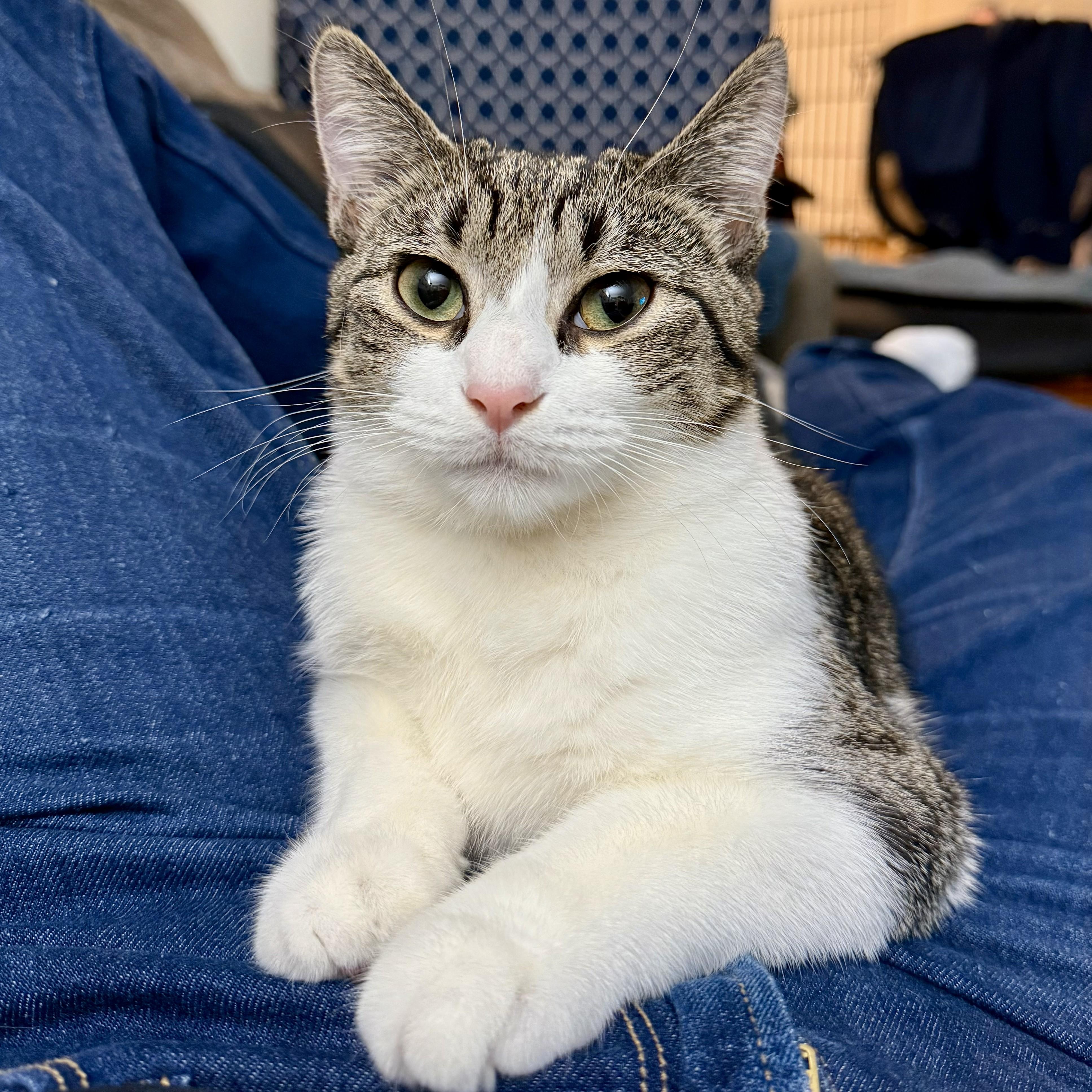 Enlarge Mrs. White, an adopted Domestic Short Hair in Forest Hills, NY image 6/6