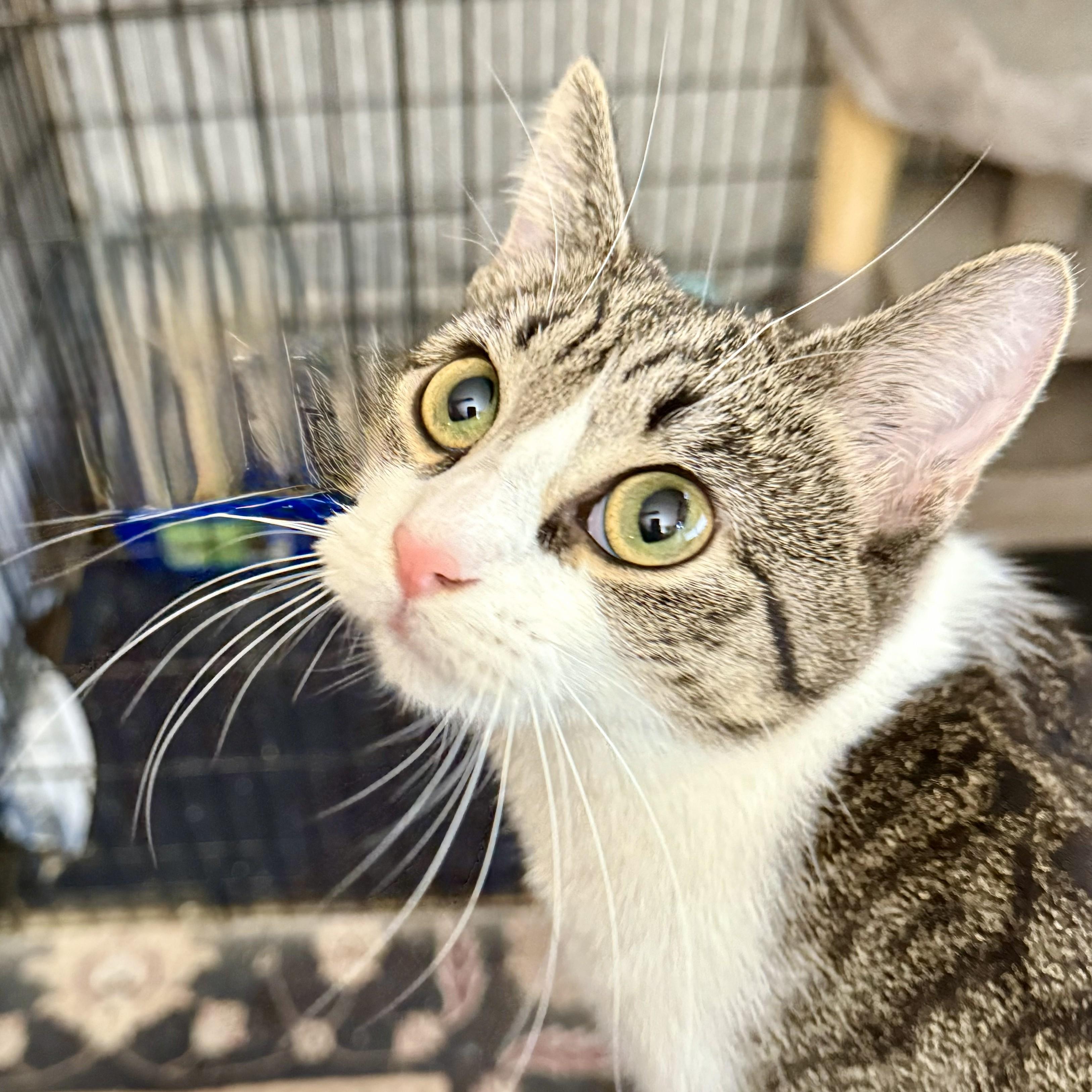 Mrs. White, adopted, Young Female Domestic Short Hair.