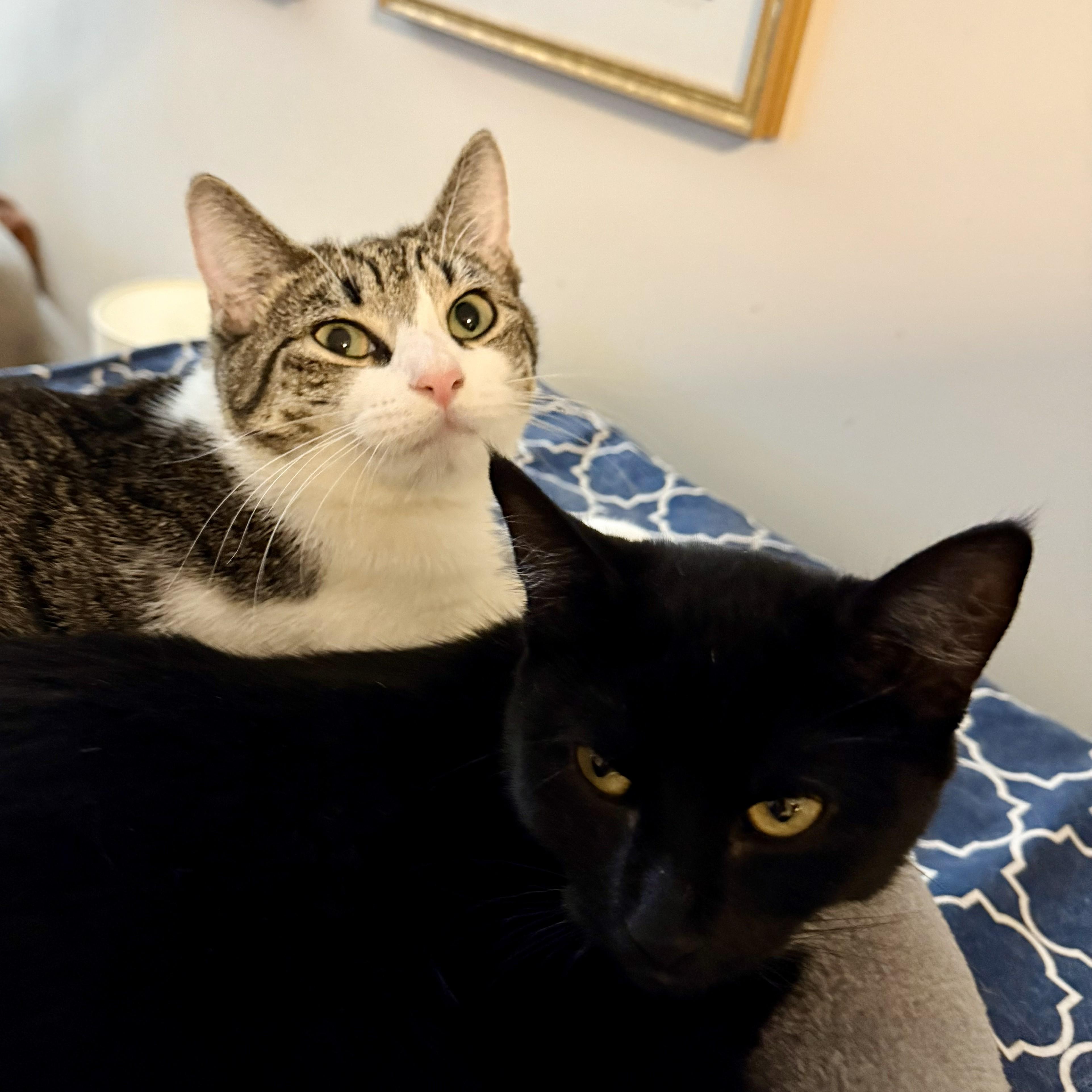 Enlarge Mrs. White, an adopted Domestic Short Hair in Forest Hills, NY image 4/6