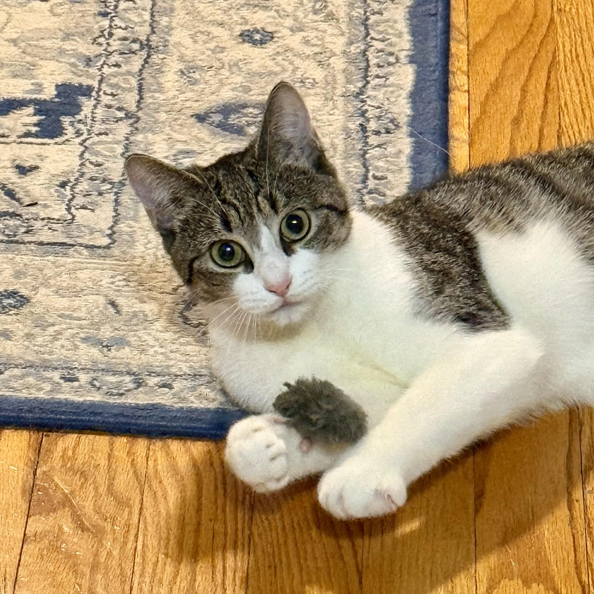 Enlarge Mrs. White, an adopted Domestic Short Hair in Forest Hills, NY image 5/6