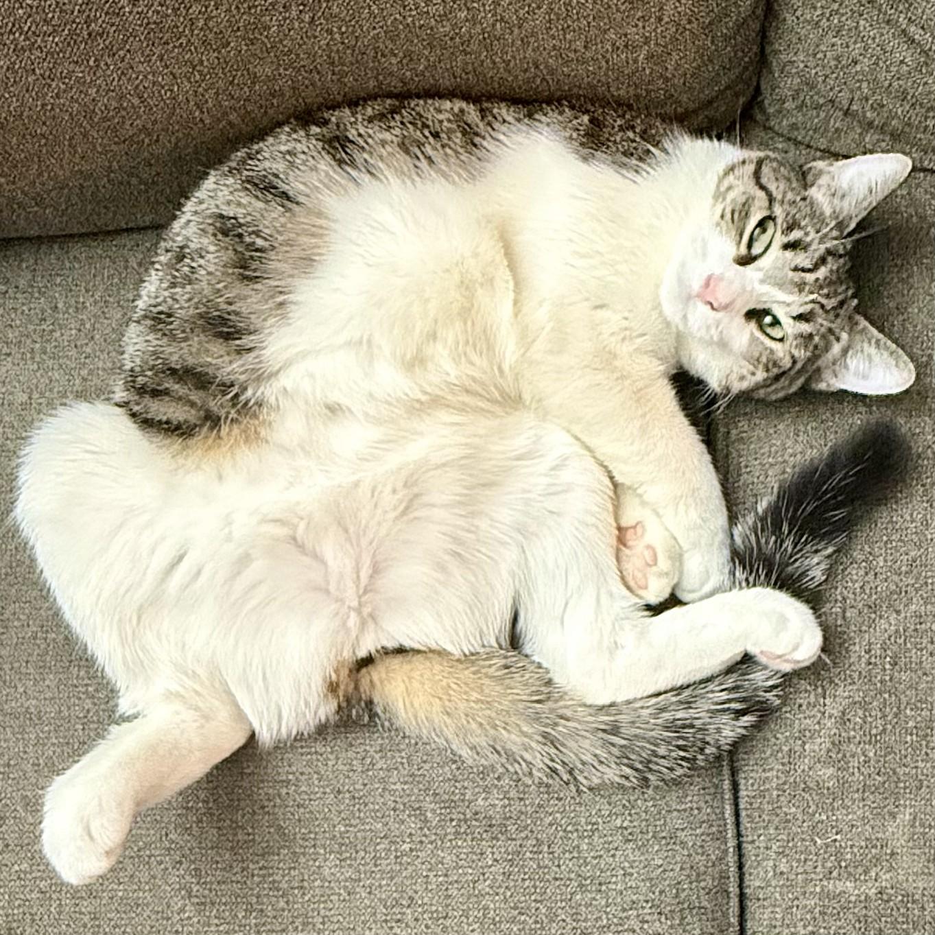 Enlarge Mrs. White, an adopted Domestic Short Hair in Forest Hills, NY image 2/6