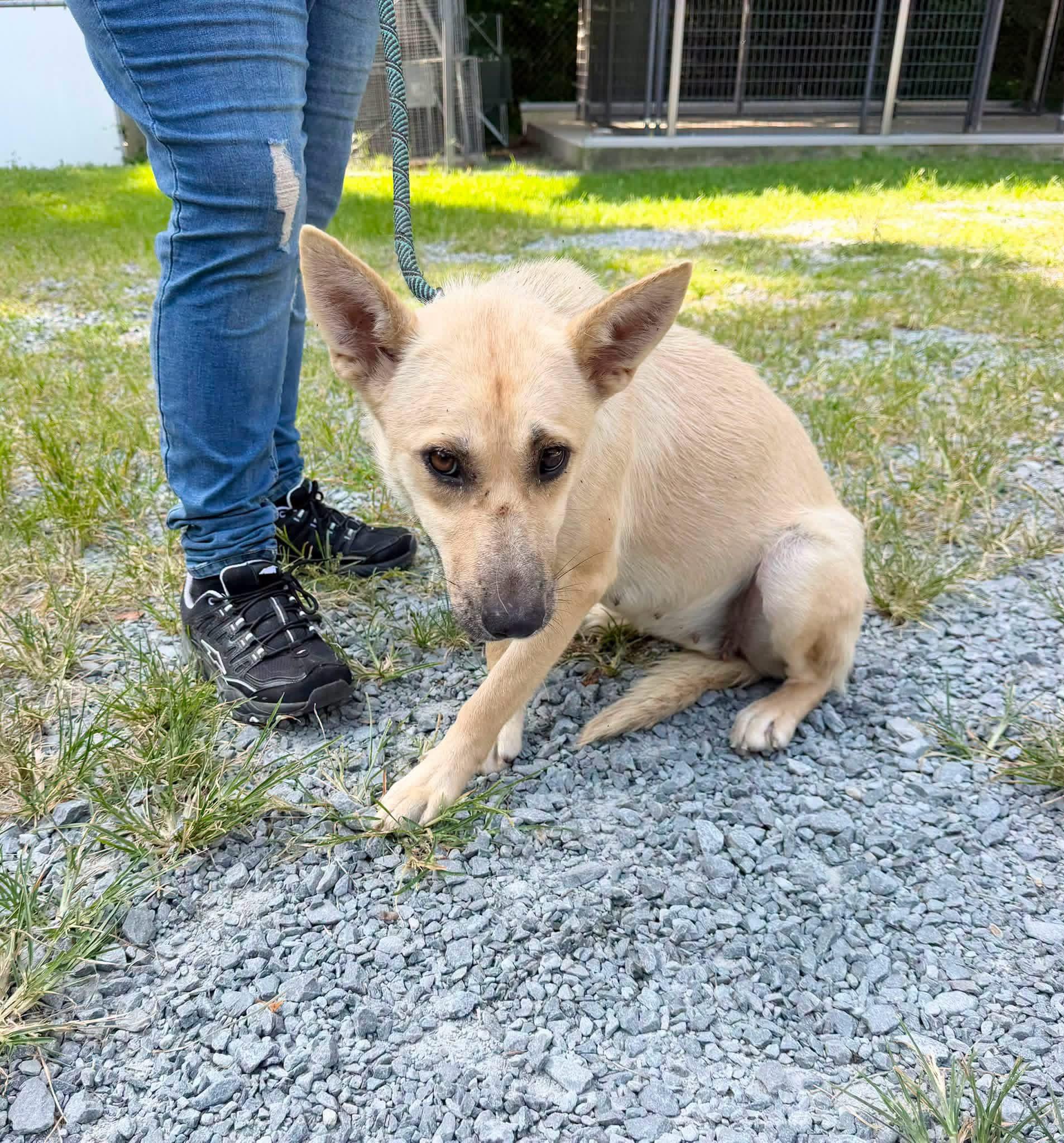Camron, ADOPTABLE, Adult Female Mixed Breed & German Shepherd Dog.