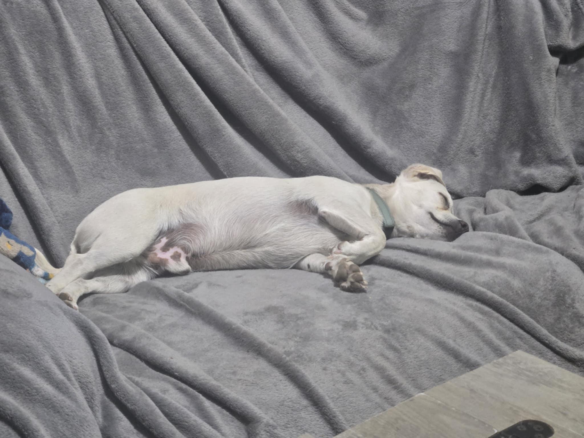 Ruger, an adoptable Chiweenie in Sheridan, OR, 97378 | Photo Image 3