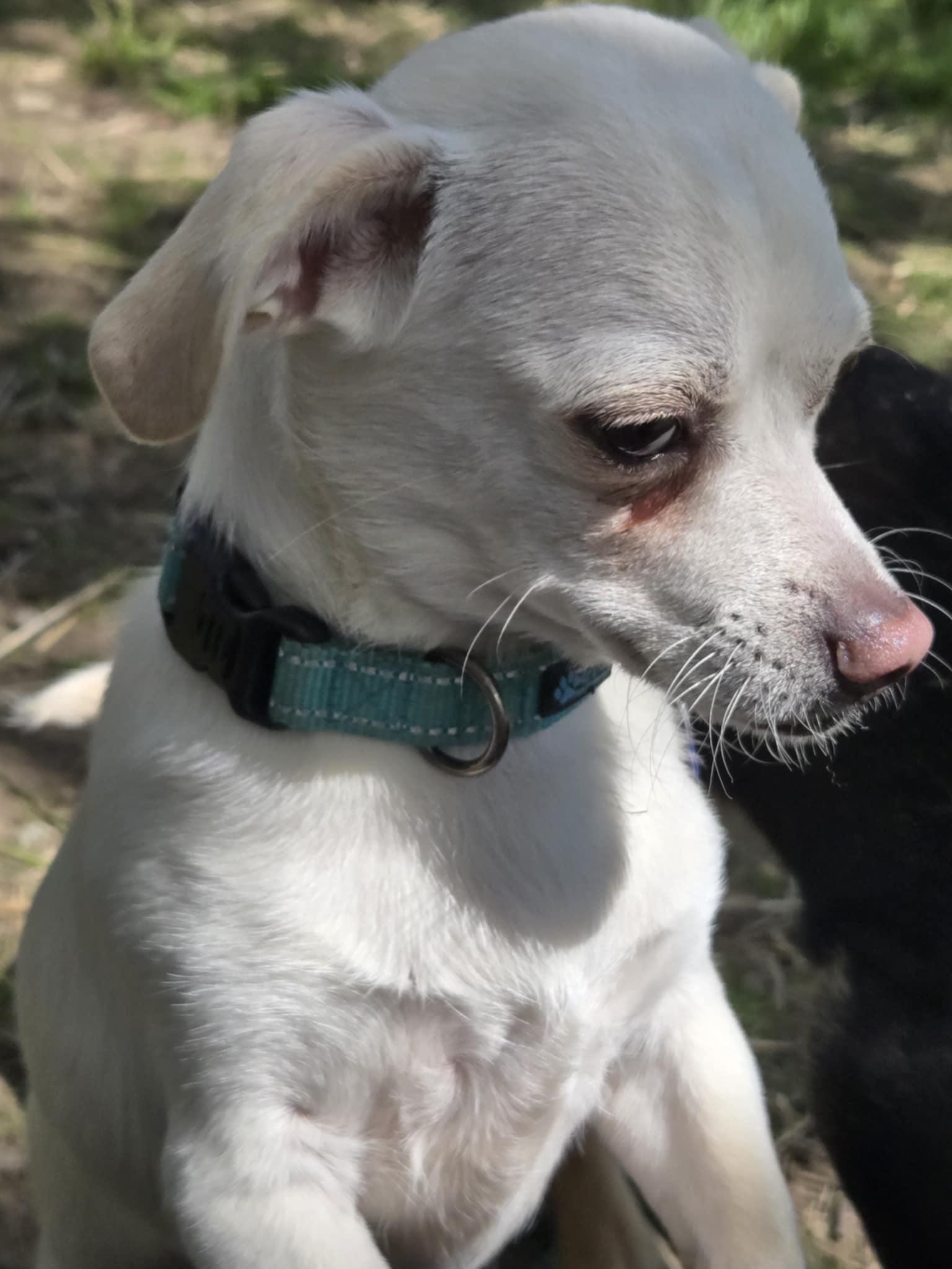 Ruger, an adoptable Chiweenie in Sheridan, OR, 97378 | Photo Image 4
