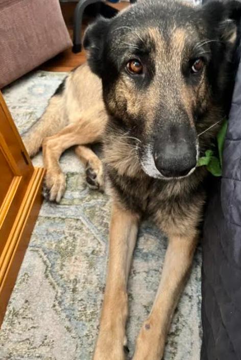 Theo, Adoptable, Adult Male German Shepherd Dog.