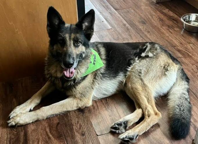Enlarge Theo, a Adoptable German Shepherd Dog in San Diego, CA image 2/3