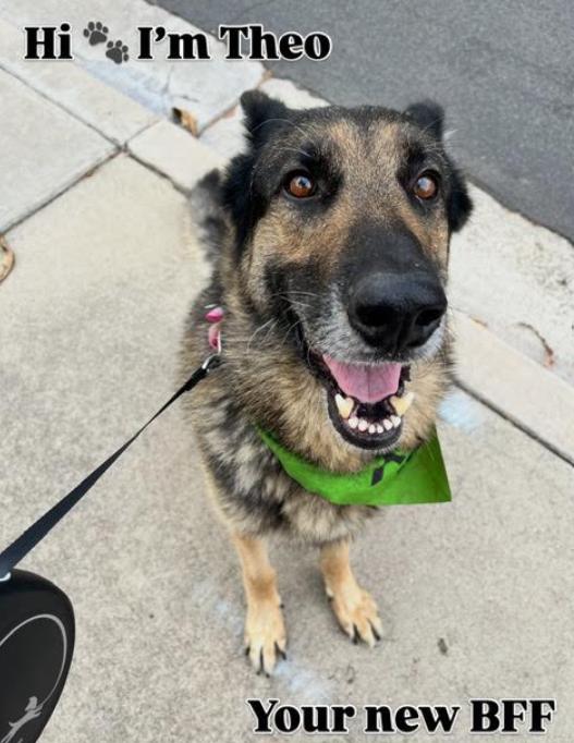 Enlarge Theo, a Adoptable German Shepherd Dog in San Diego, CA image 3/3