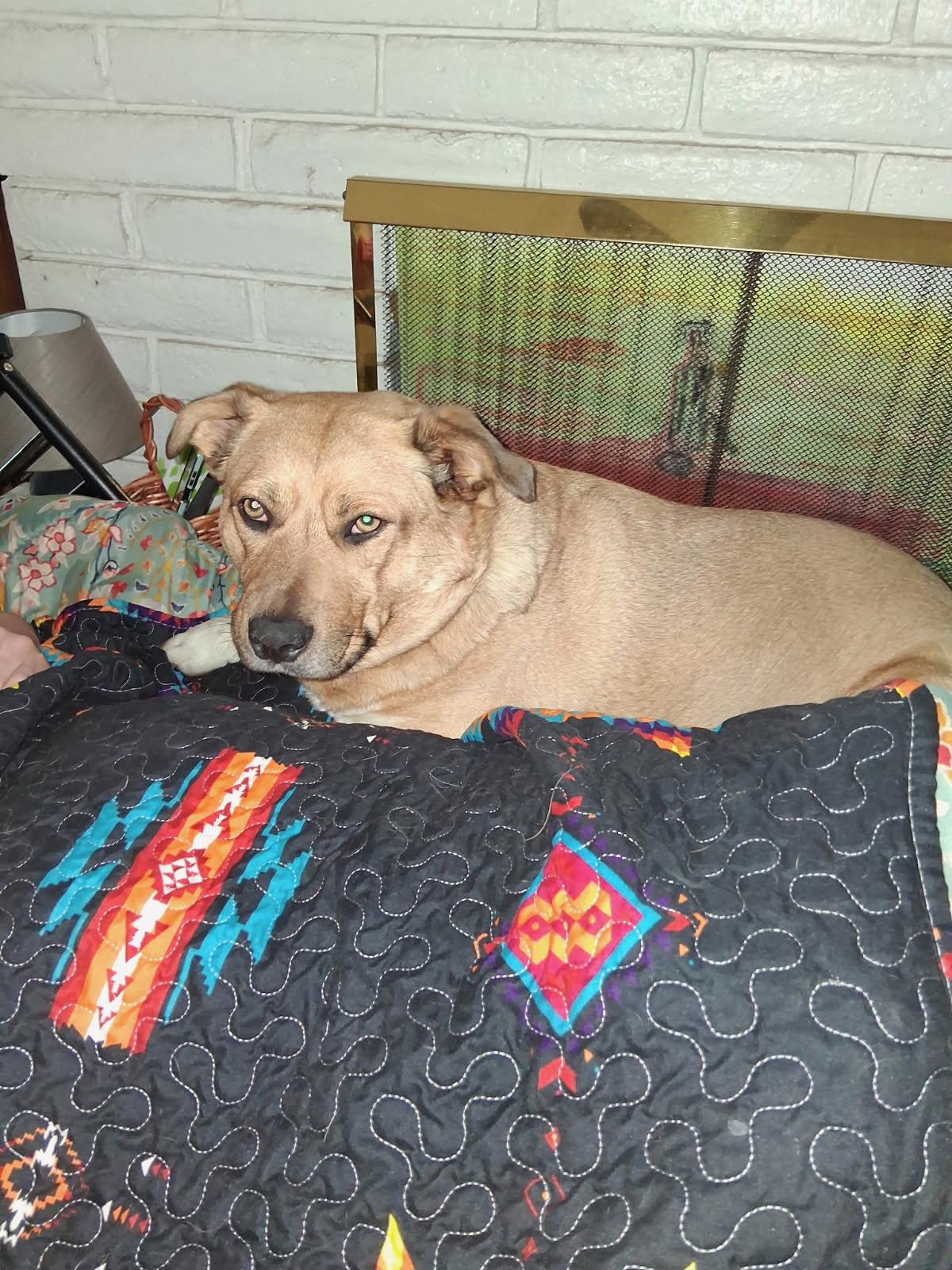 Enlarge Lucky, a Adoptable mixed breed in Cedar City, UT image 2/4