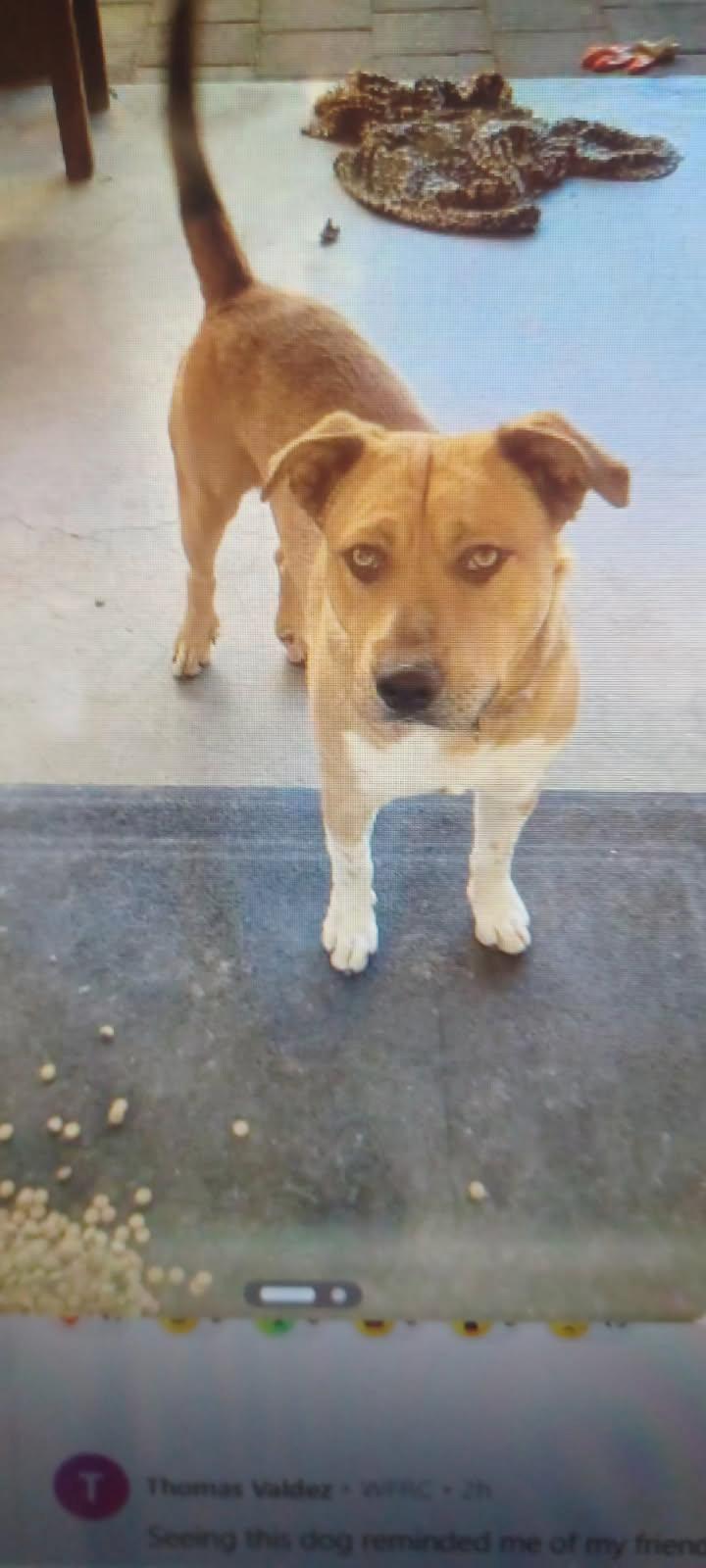 Enlarge Lucky, a Adoptable mixed breed in Cedar City, UT image 3/4