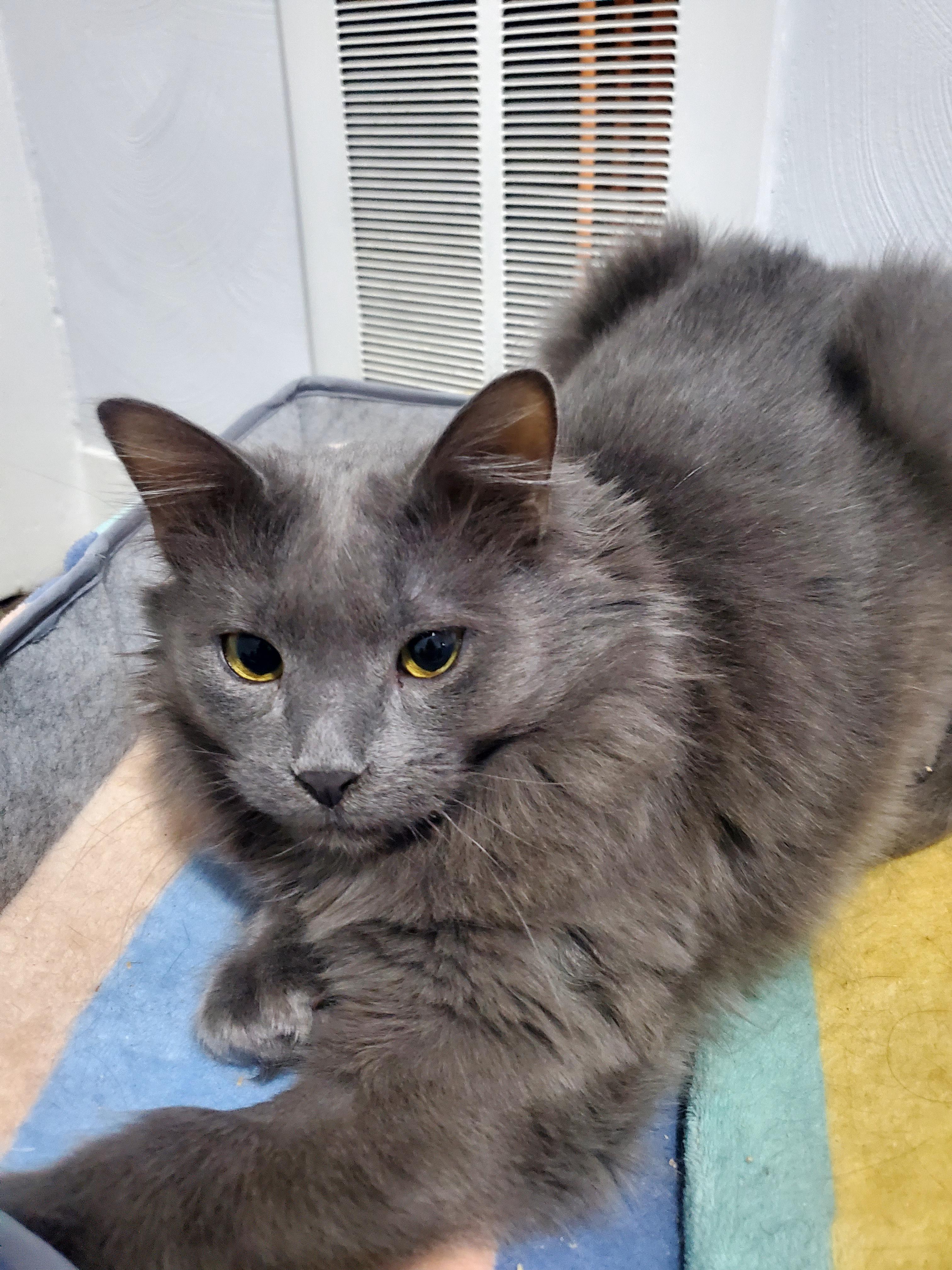 Sammie, a Adoptable mixed breed in Gladwin, MI image 2/6