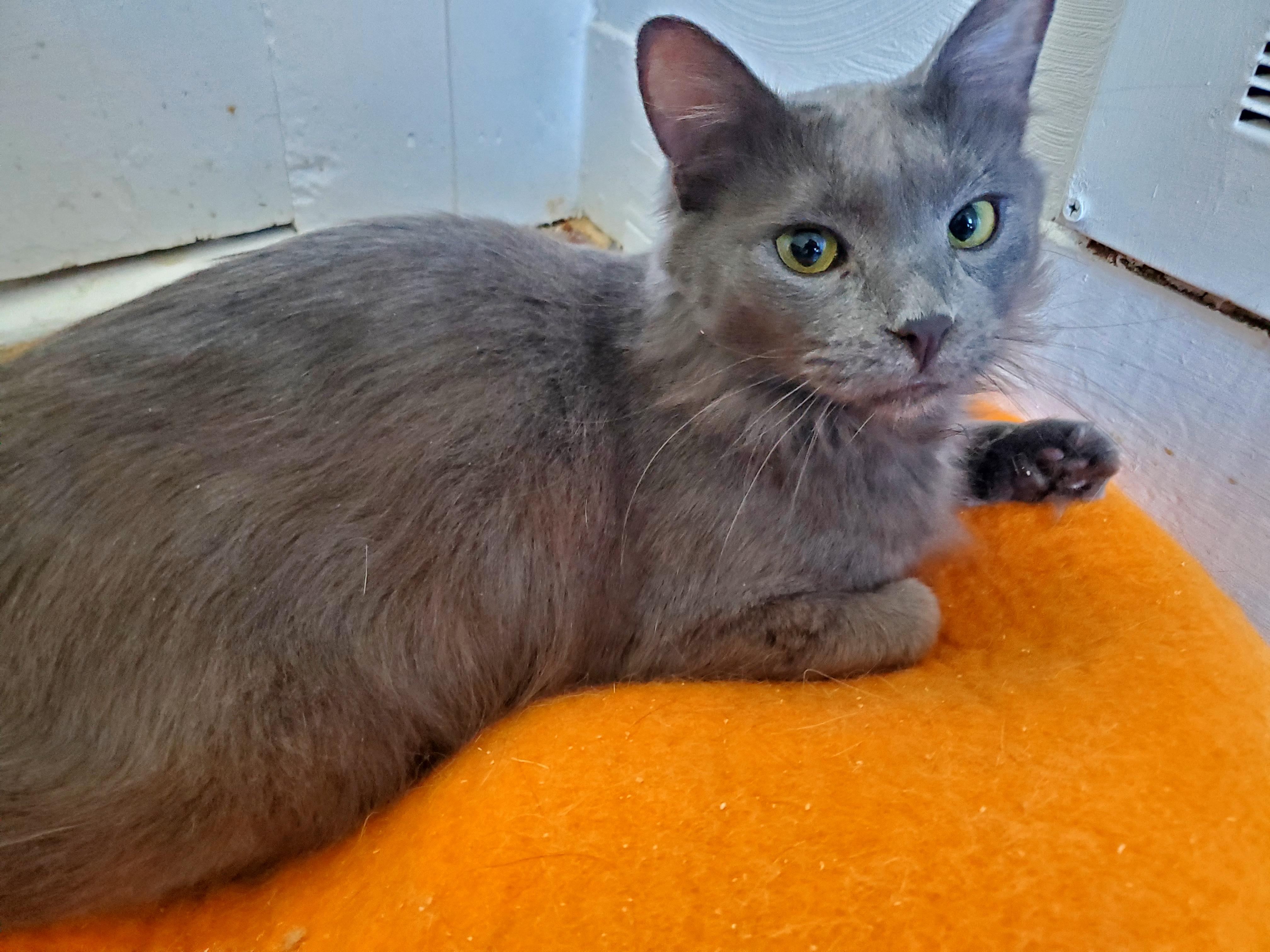 Sammie, a Adoptable mixed breed in Gladwin, MI image 5/6