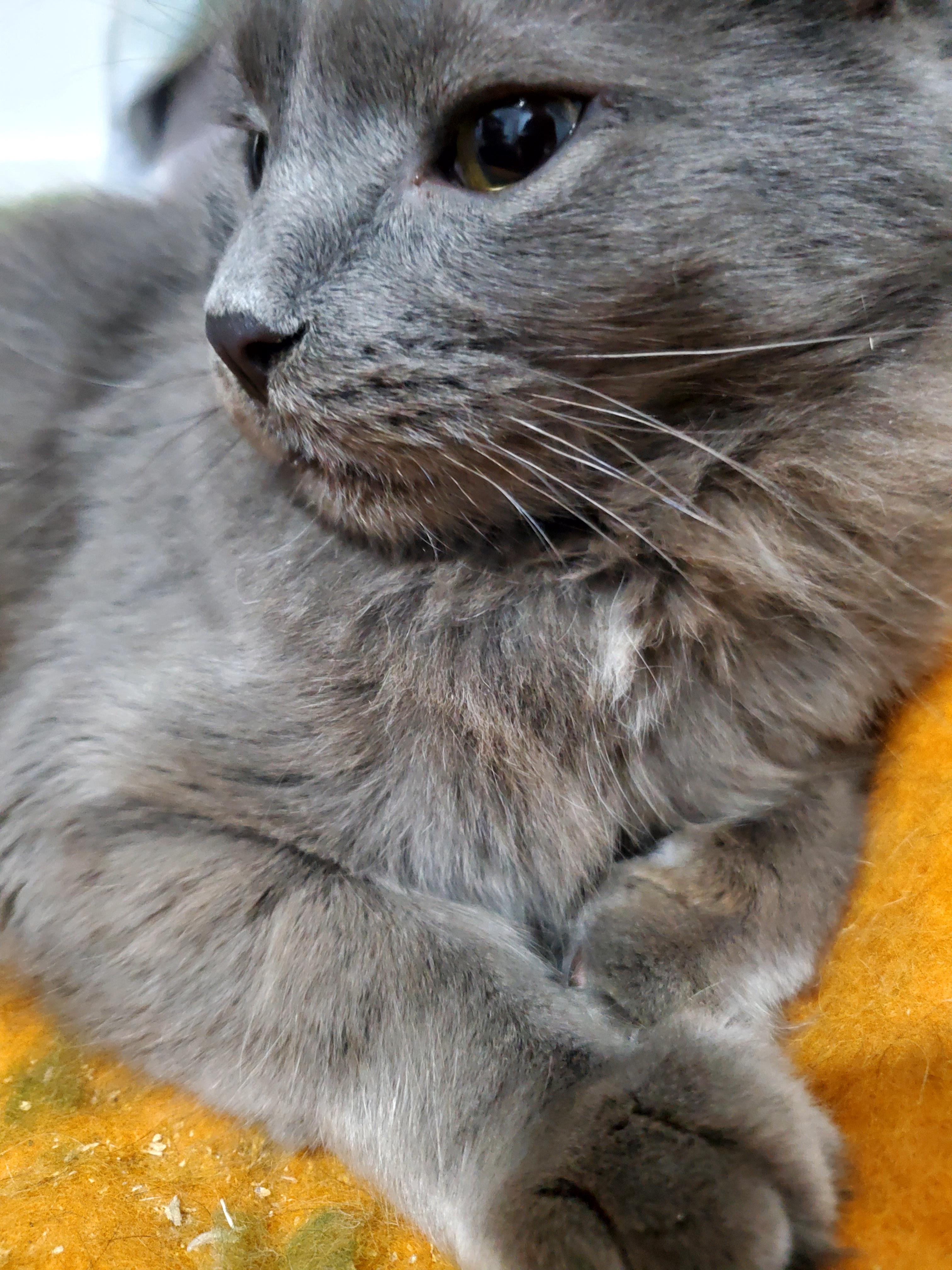 Sammie, a Adoptable mixed breed in Gladwin, MI image 4/6