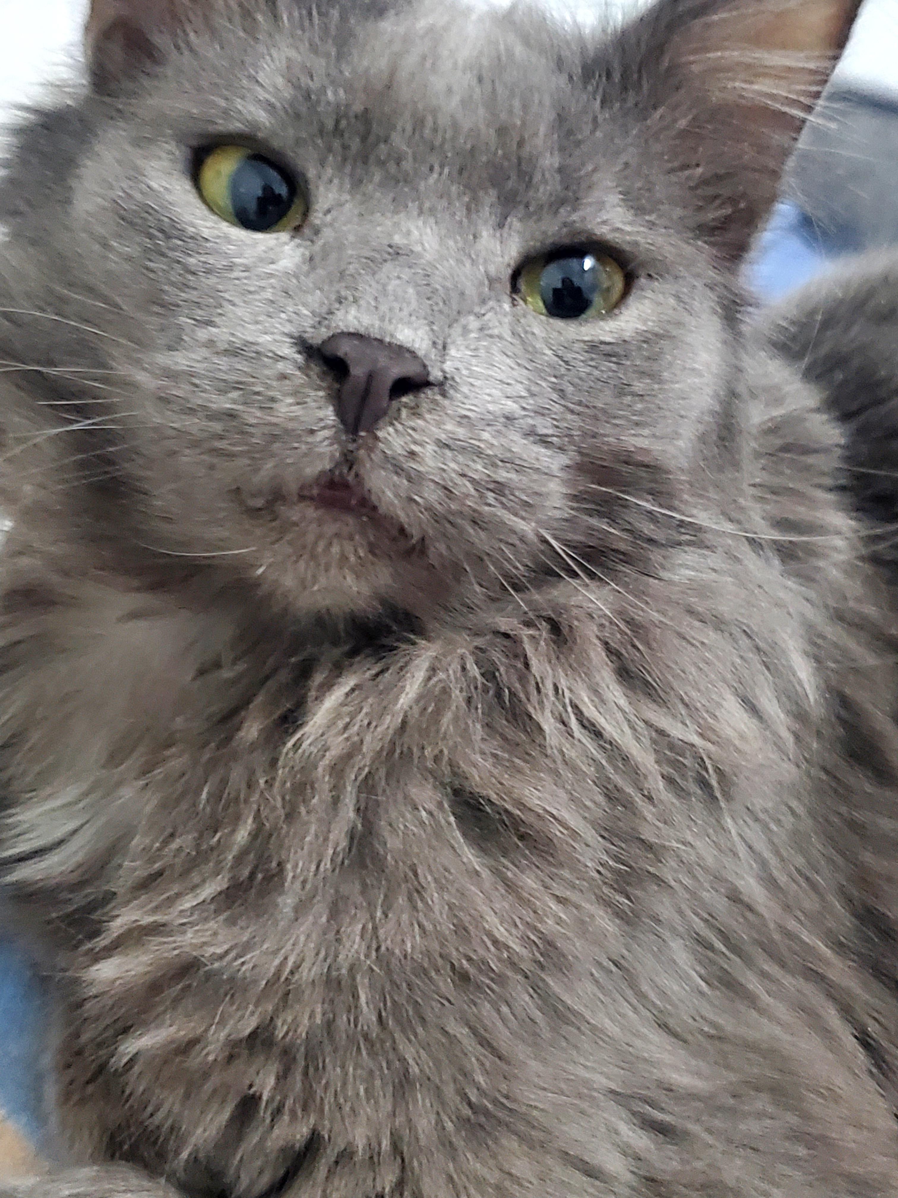 Sammie, a Adoptable mixed breed in Gladwin, MI image 1/6