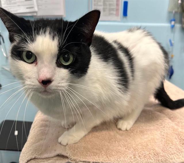 DAVIAN, Adoptable, Adult Male Domestic Short Hair.