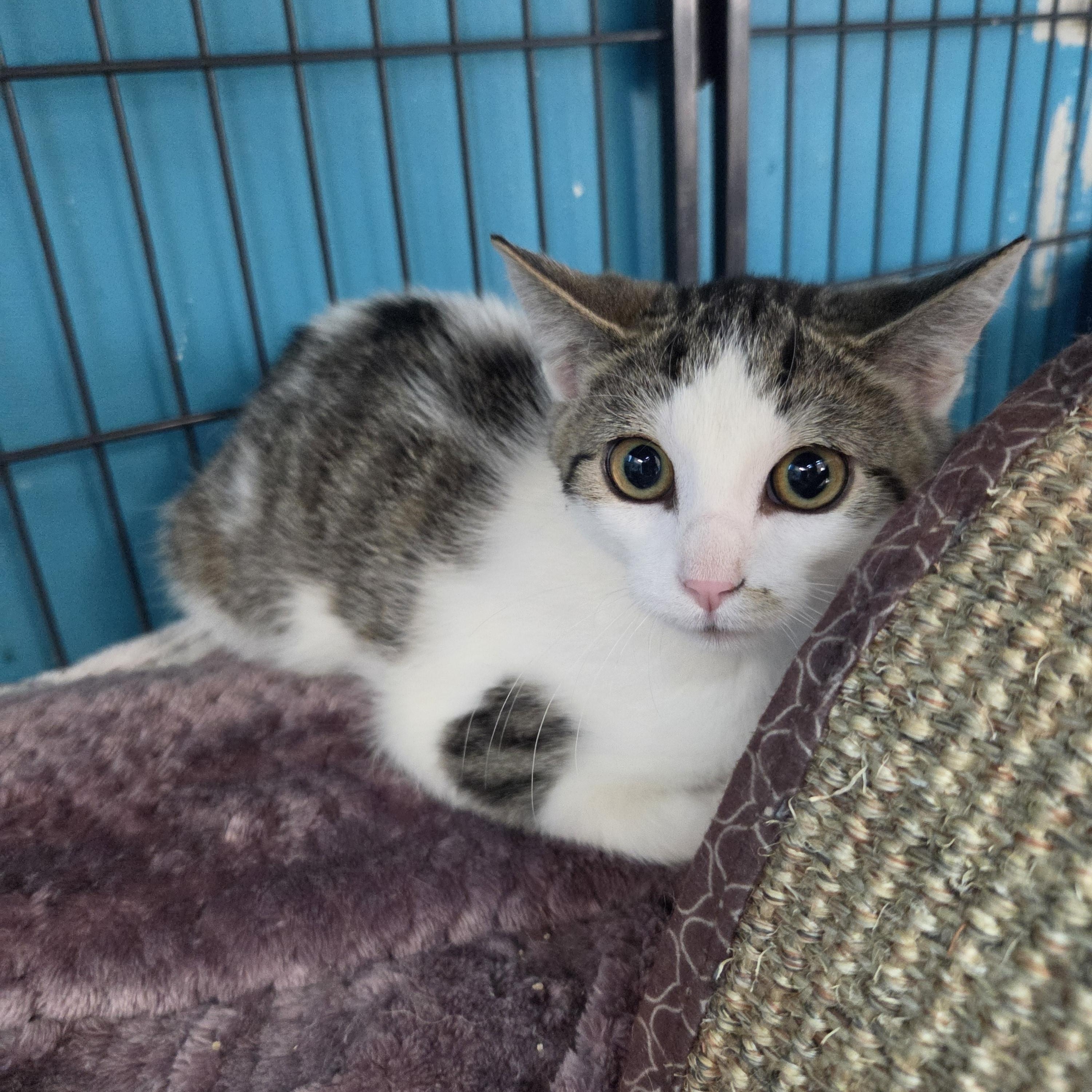 Enlarge Little Bow Wow, a Adoptable Domestic Short Hair in Brookings, SD image 1/2