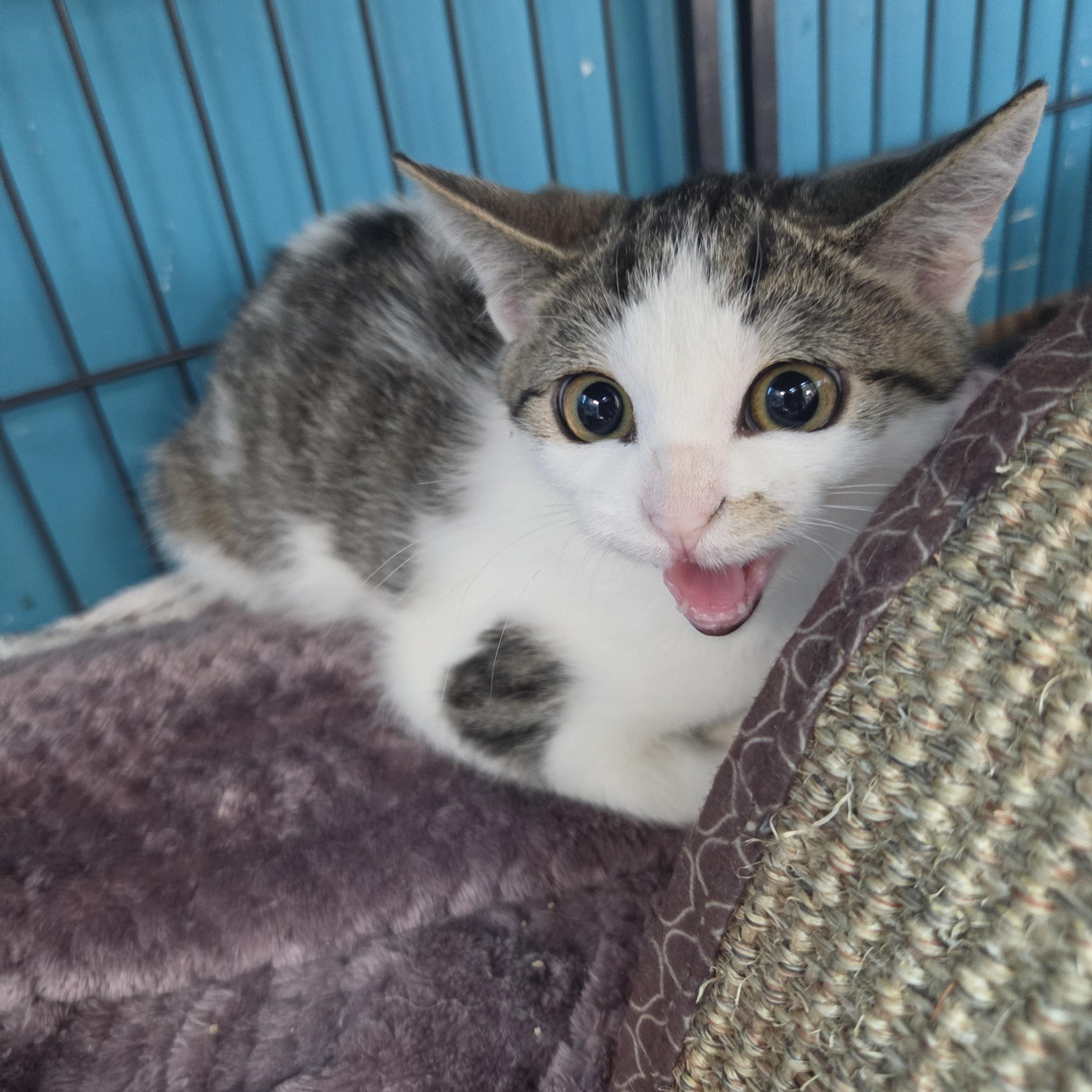 Enlarge Little Bow Wow, a Adoptable Domestic Short Hair in Brookings, SD image 2/2