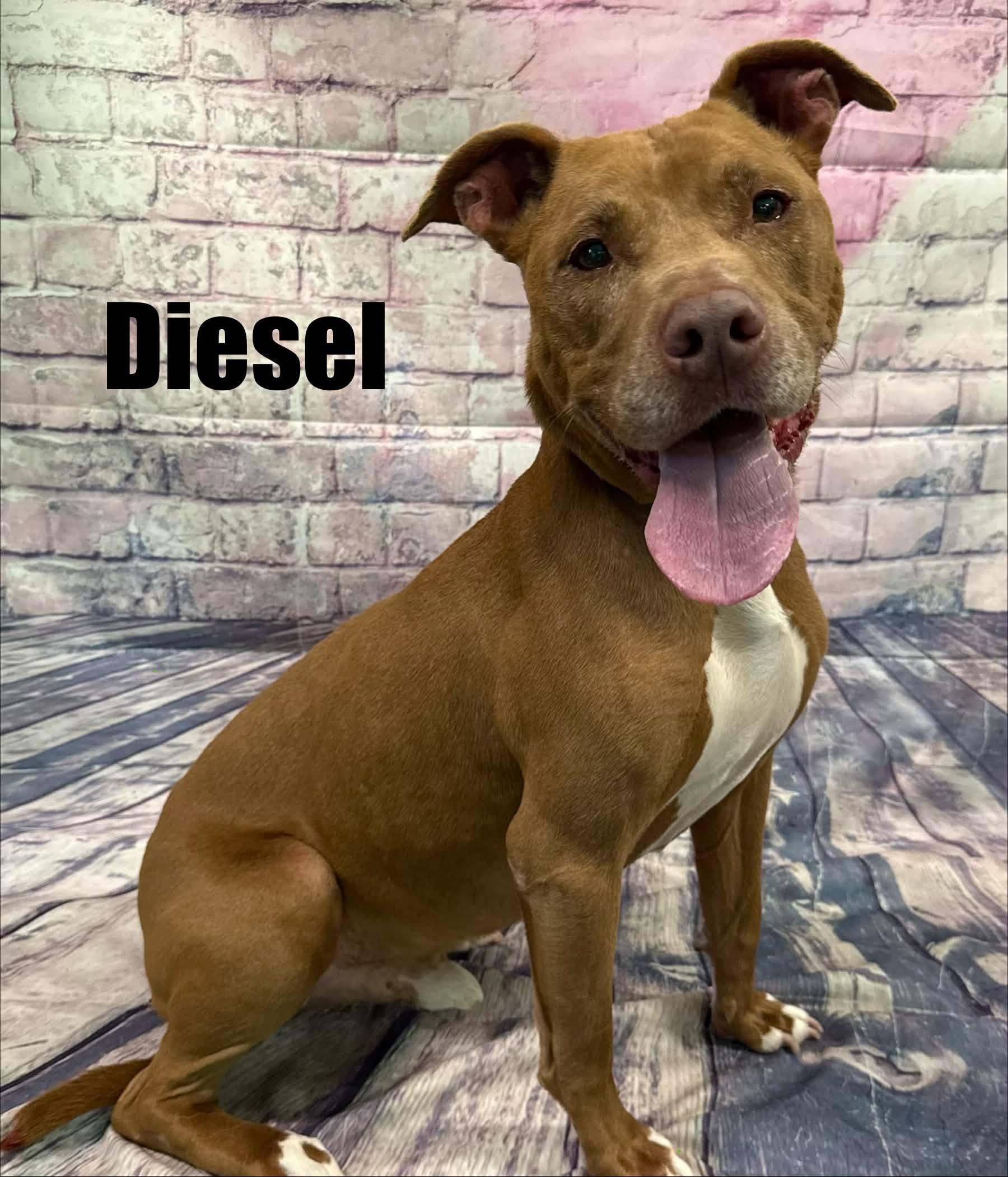 Diesel, ADOPTABLE, Senior Male Chocolate Labrador Retriever.