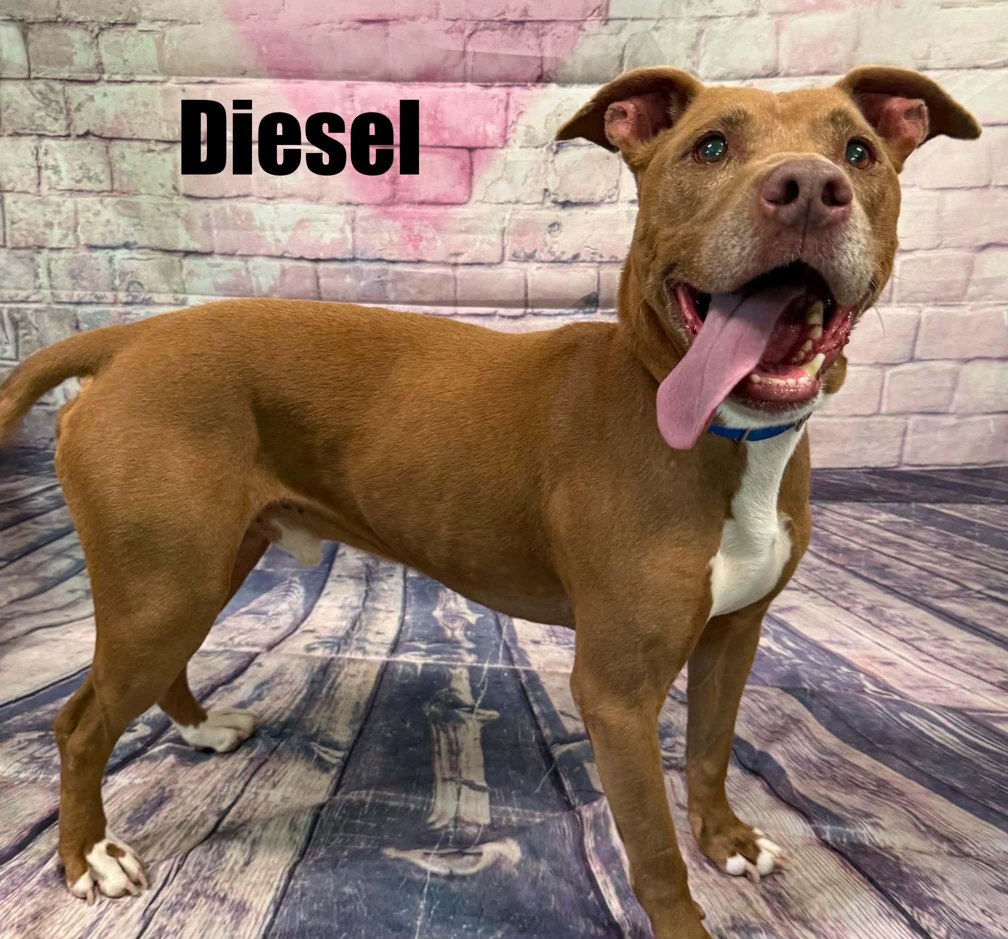 Diesel, a ADOPTABLE mixed breed in Quincy, MI image 2/4