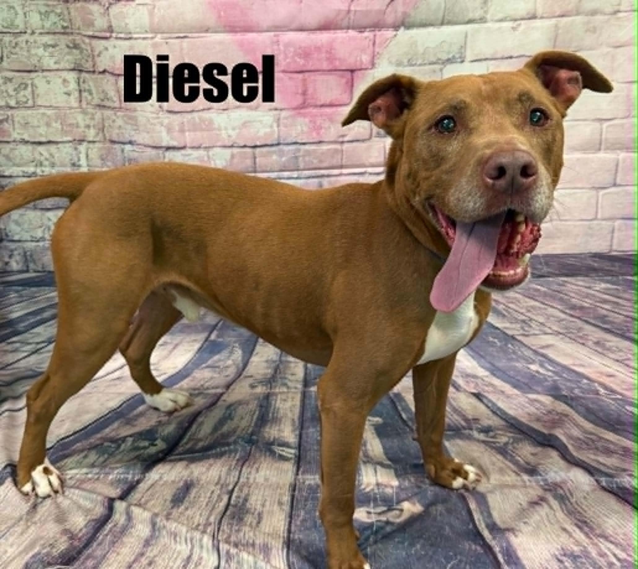 Diesel, a ADOPTABLE mixed breed in Quincy, MI image 3/4