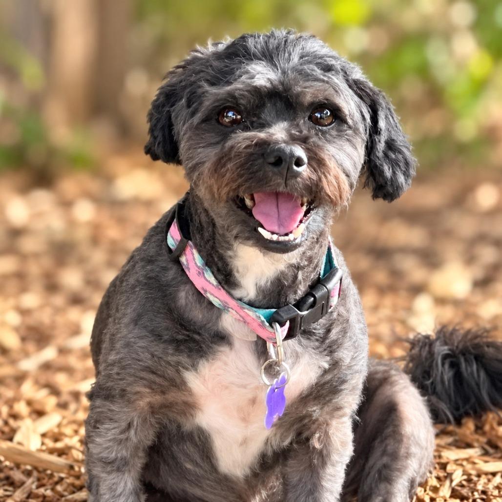 Soleen, Adoptable, Adult Female Shih Tzu & Miniature Poodle.