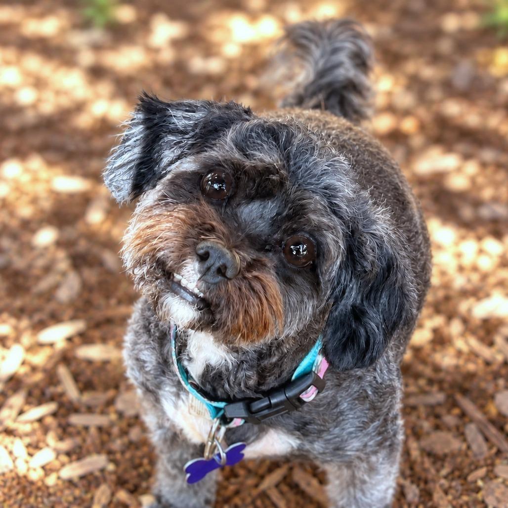 Enlarge Soleen, a Adoptable mixed breed in Boerne, TX image 2/6