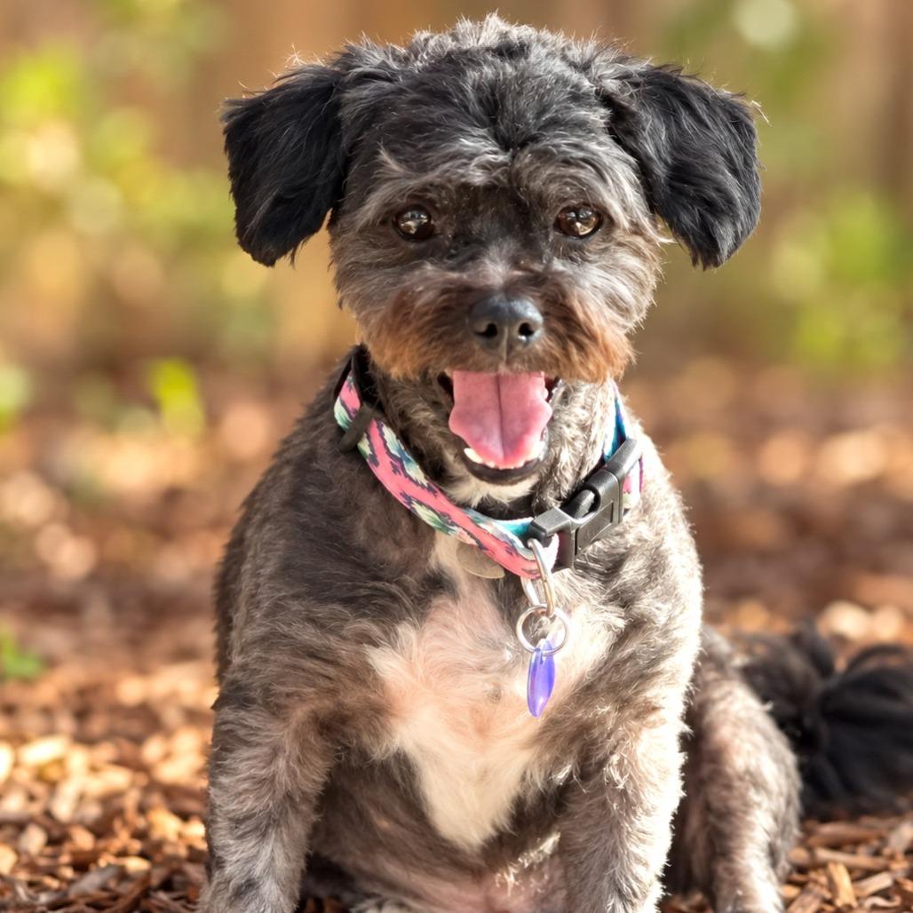 Enlarge Soleen, a Adoptable mixed breed in Boerne, TX image 3/6