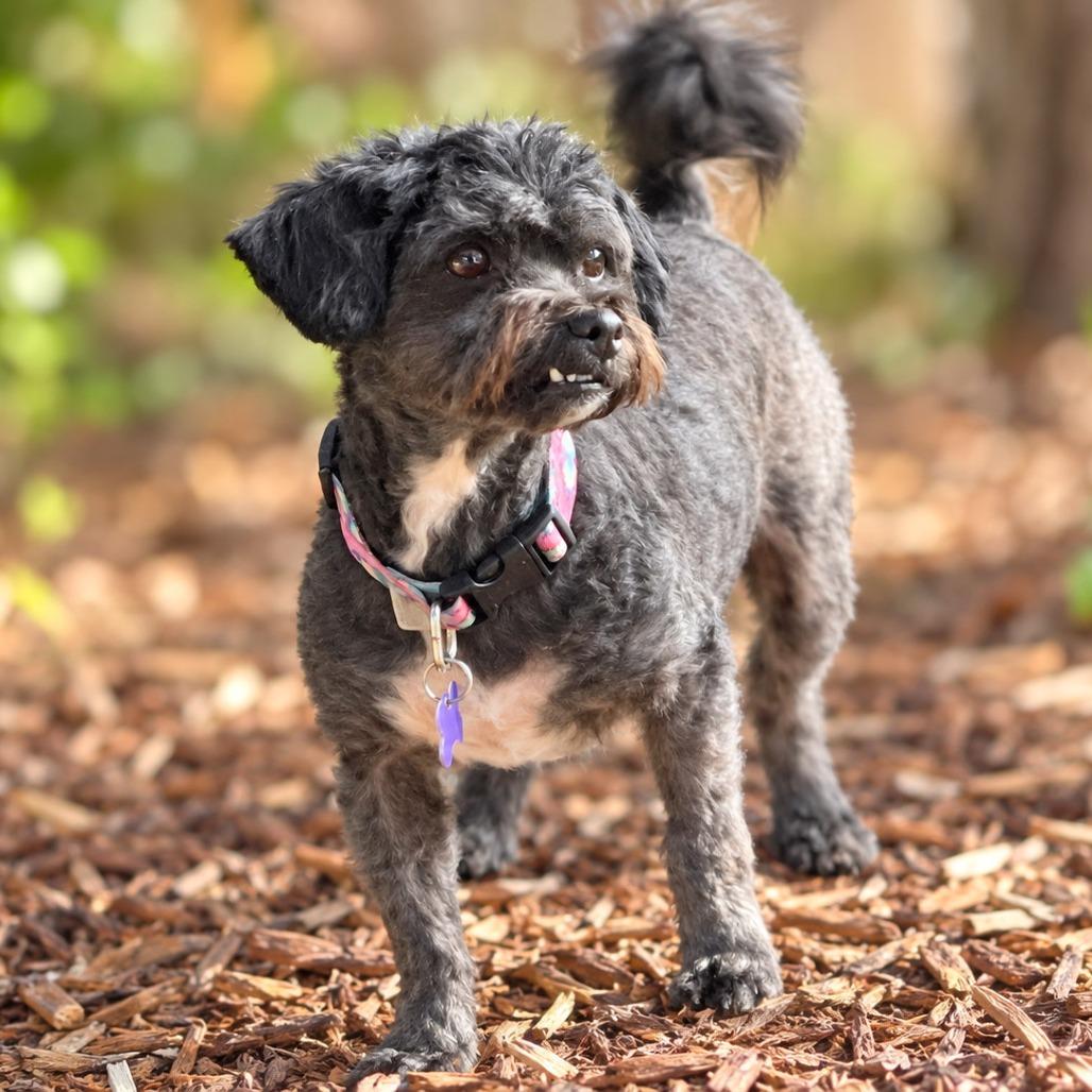 Enlarge Soleen, a Adoptable mixed breed in Boerne, TX image 4/6