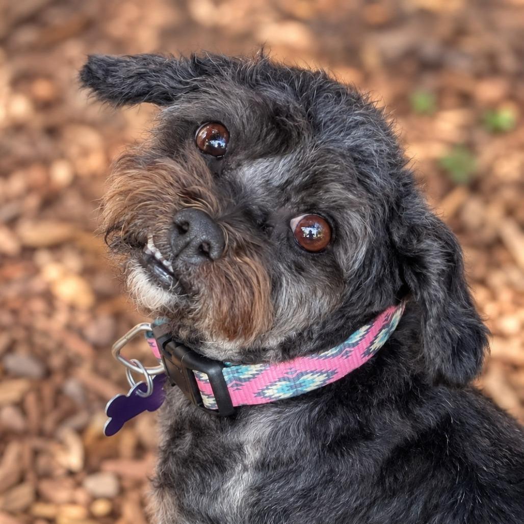 Enlarge Soleen, a Adoptable mixed breed in Boerne, TX image 5/6