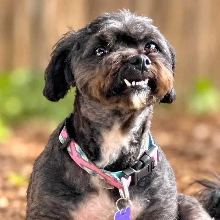 Enlarge Soleen, a Adoptable mixed breed in Boerne, TX image 6/6
