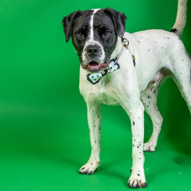 Enlarge SILAS, a Adoptable mixed breed in Saint Louis, MO image 1/1
