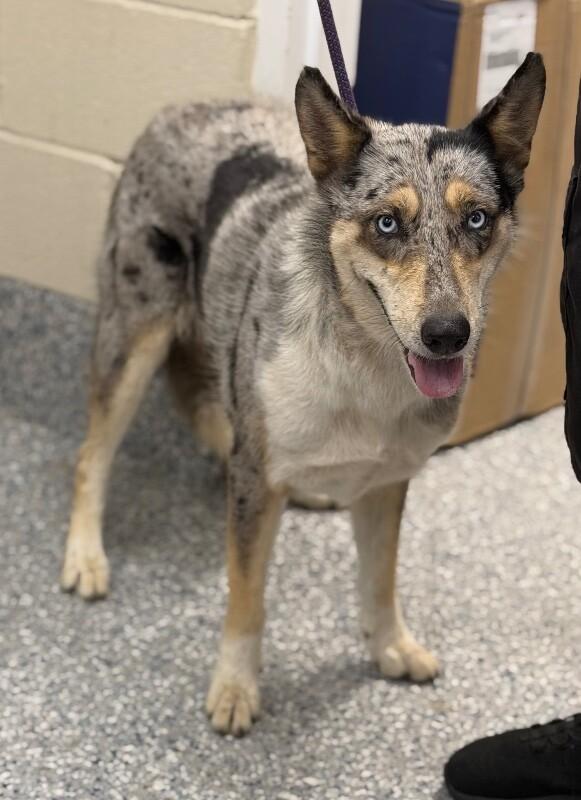 crystal, Adoptable, Adult Female Siberian Husky & Collie.