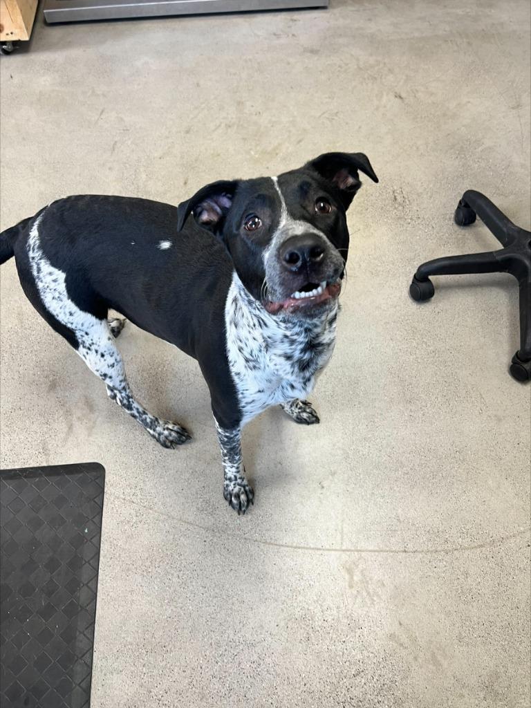 Enlarge Colter, a ADOPTABLE mixed breed in Archbold , OH image 1/1