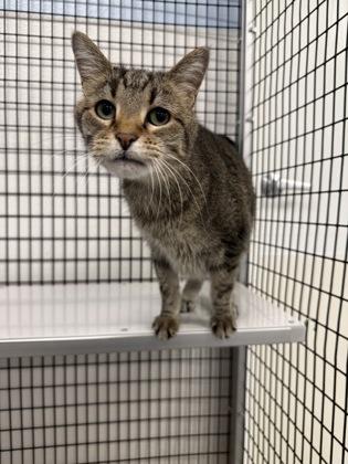 Tigger (Homeboy), a Adoptable mixed breed in Mount Pleasant, IA image 1/3