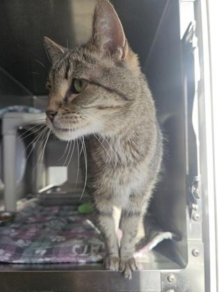 Tigger (Homeboy), a Adoptable mixed breed in Mount Pleasant, IA image 2/3